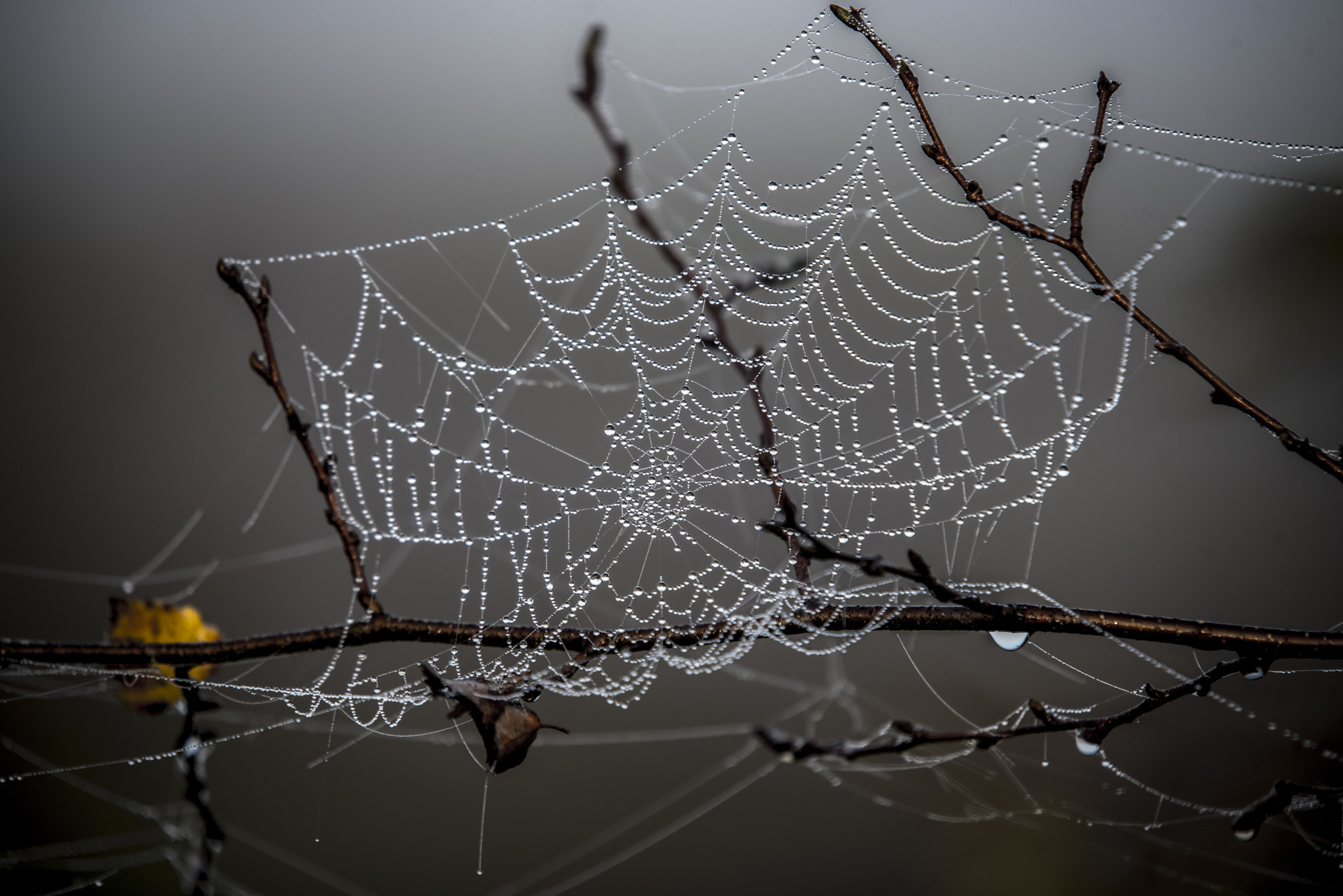 Nikon D750 sample photo. Spider web & dew photography