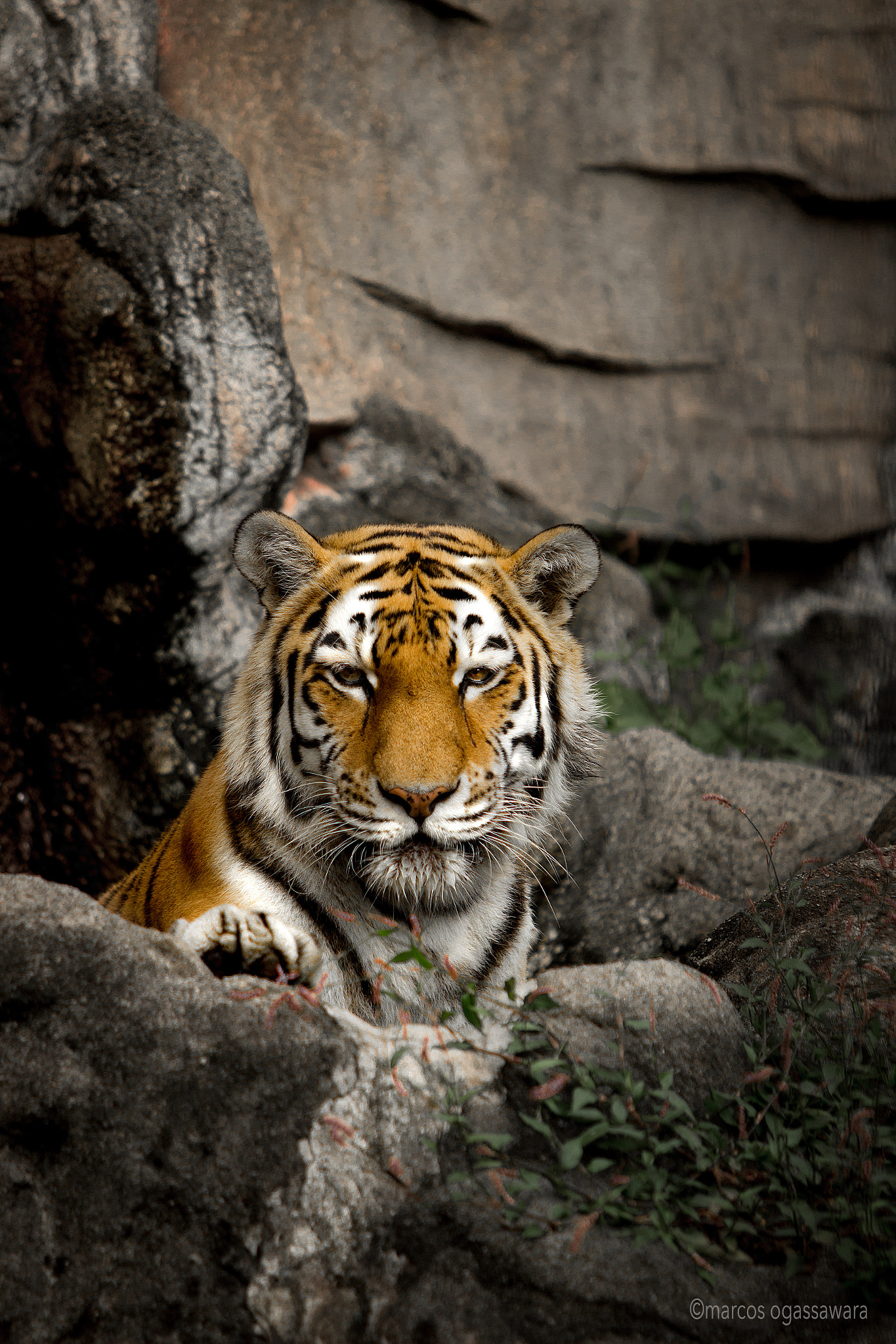 Canon EF 70-200mm F2.8L IS USM sample photo. Tigre photography