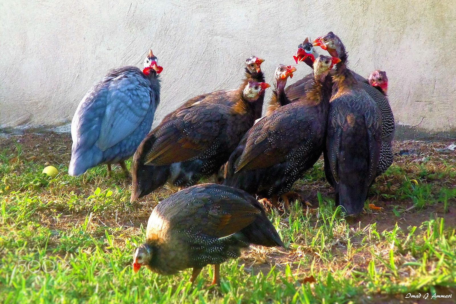 Kodak EASYSHARE M580 DIGITAL CAMERA sample photo. Guinea-hen landing strip photography