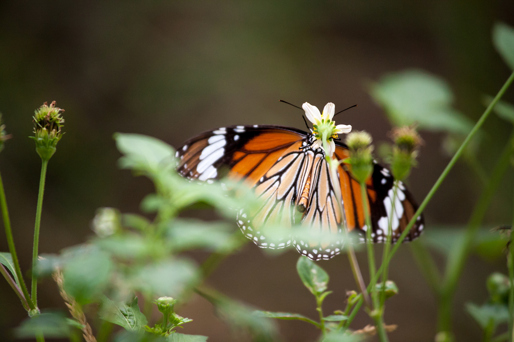 Canon EF 100-300mm f/5.6L sample photo. Img photography