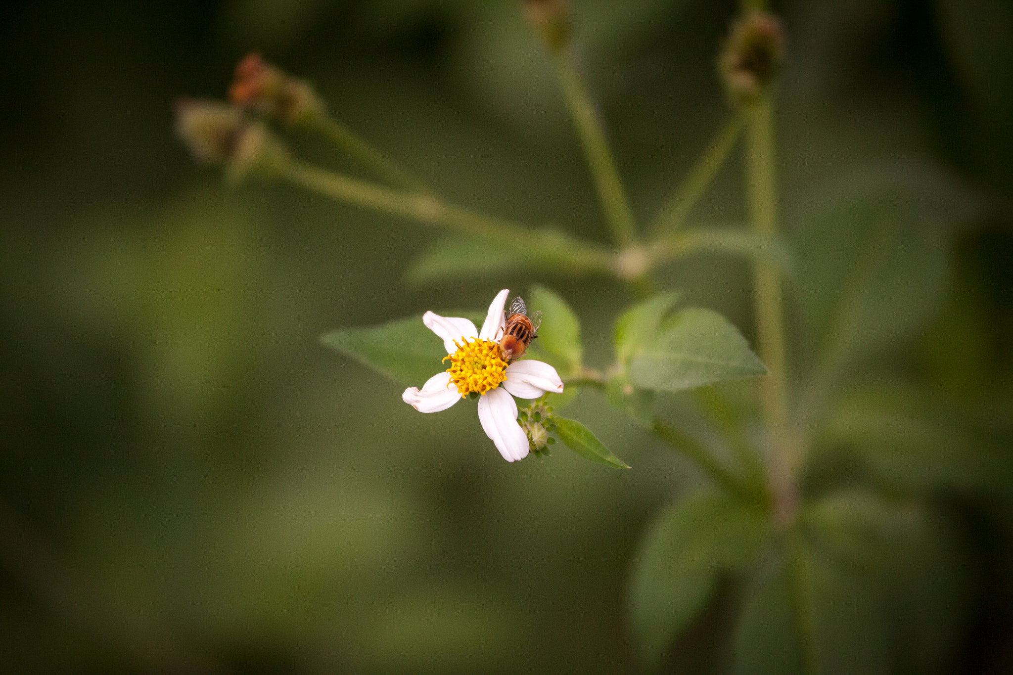 Canon EOS 5D + Canon EF 100-300mm f/5.6L sample photo. Img photography