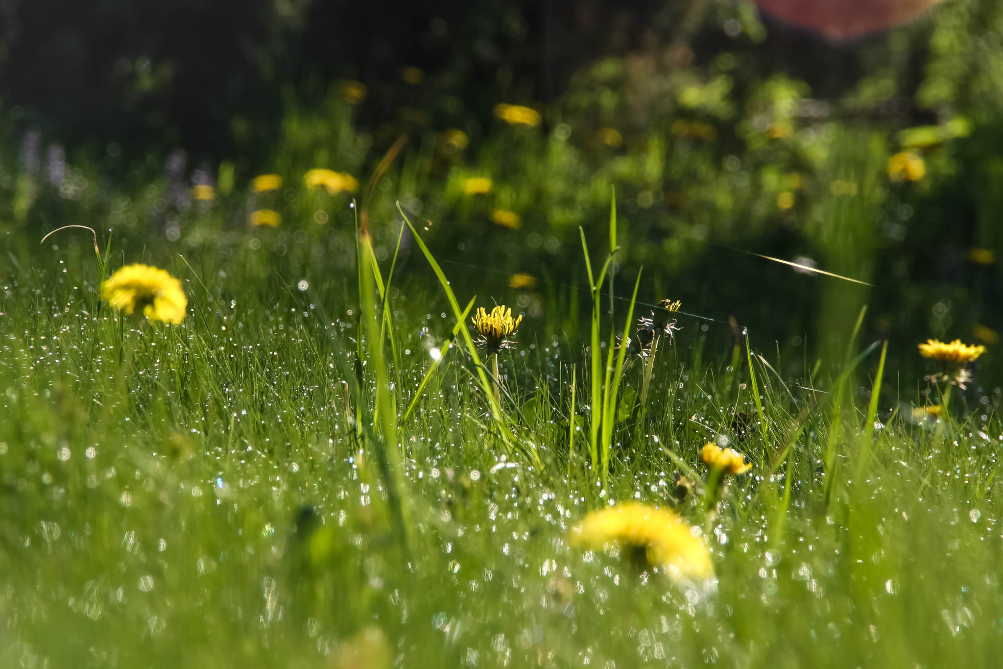 Canon EOS 1000D (EOS Digital Rebel XS / EOS Kiss F) sample photo. Good bye summer... photography