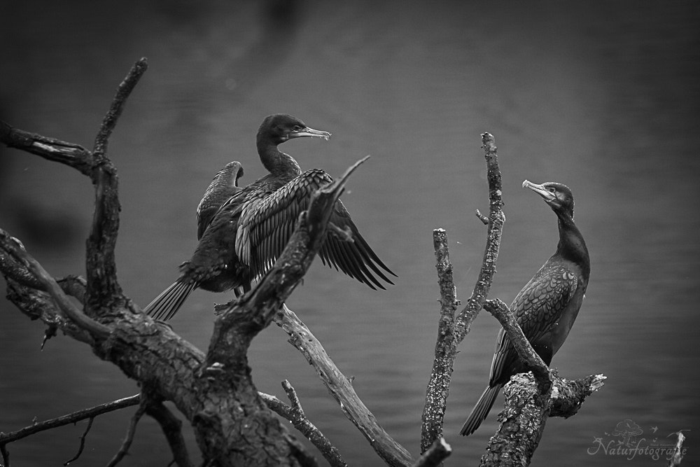 Tamron SP 150-600mm F5-6.3 Di VC USD sample photo. Kormorane photography