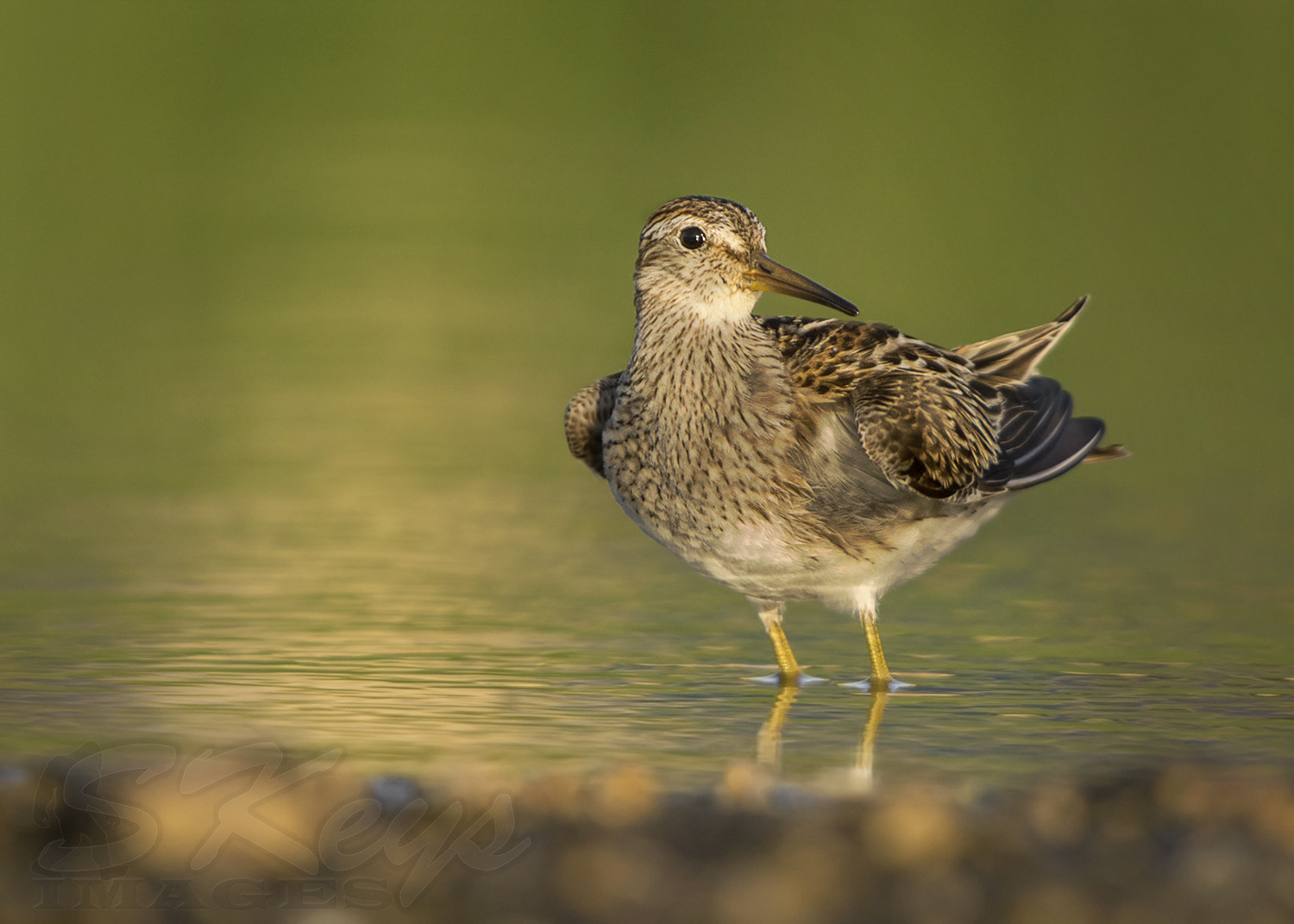 Nikon D7200 + Sigma 500mm F4.5 EX DG HSM sample photo. Chesty (pectoral sandpiper) photography