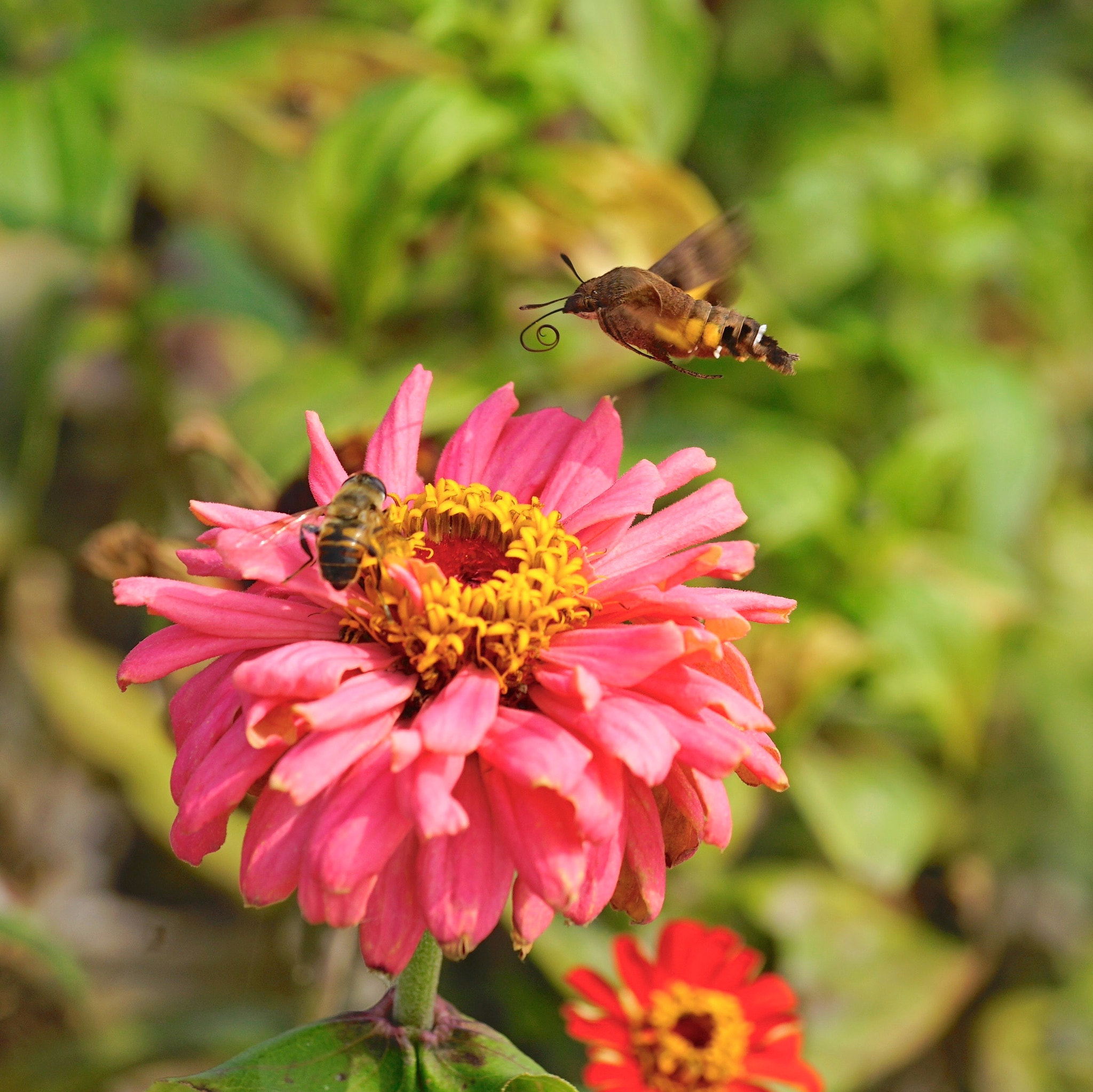 Sony a7 II + Sony FE 90mm F2.8 Macro G OSS sample photo. 雙蟲 photography