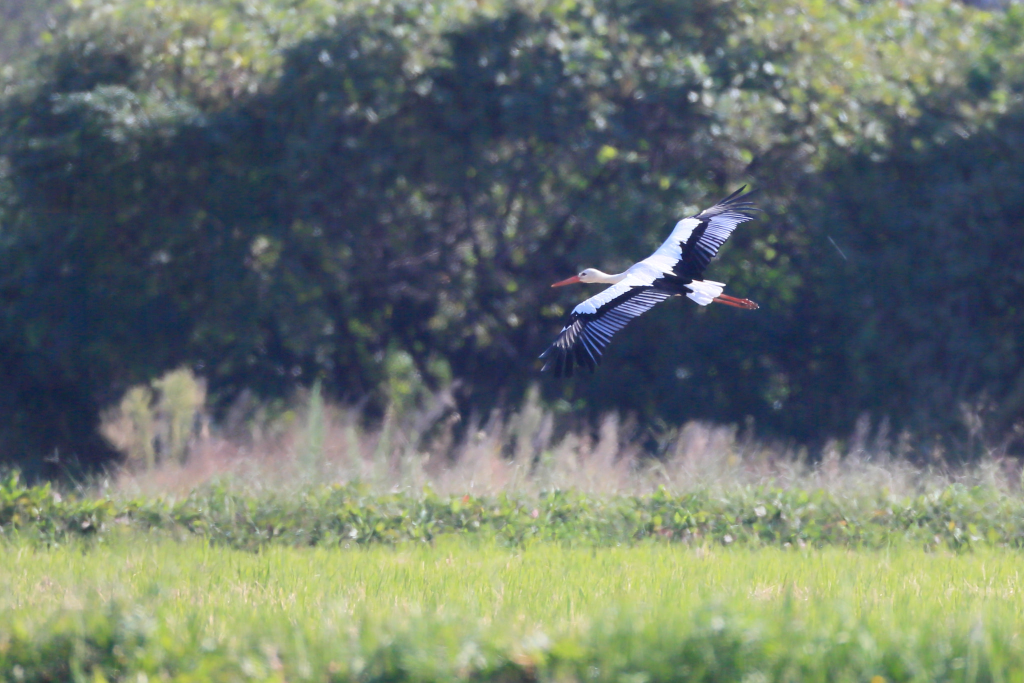 Canon EF 800mm F5.6L IS USM sample photo. シュバシコウ 危害- photography