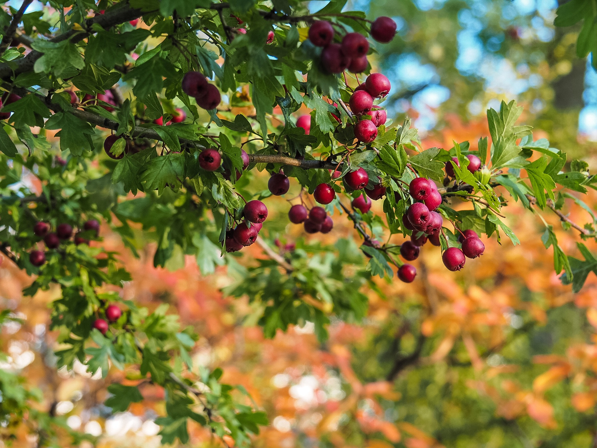 Olympus M.Zuiko Digital ED 14-150mm F4-5.6 sample photo. Colourful fall photography