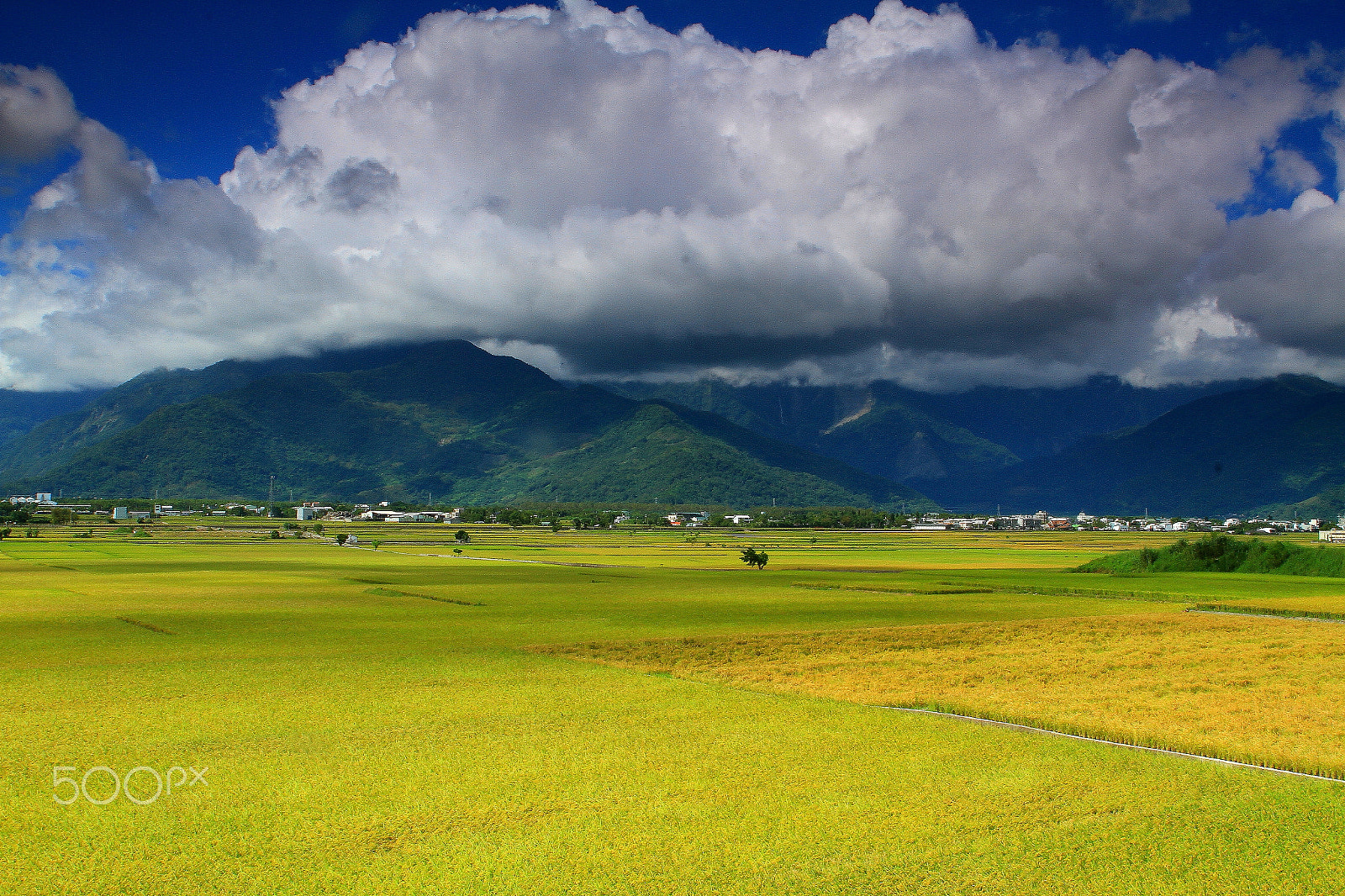 Canon 17-50mm sample photo. Paddy field photography