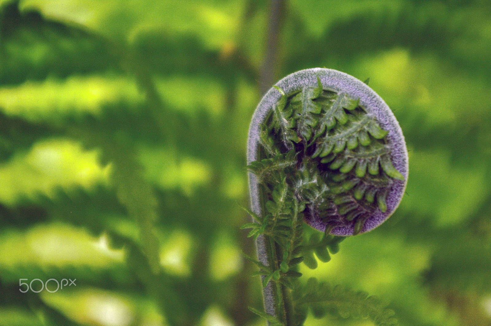Pentax K-7 + smc PENTAX-DA L 18-55mm F3.5-5.6 sample photo. Spiral of young fern in spring, close-up photography