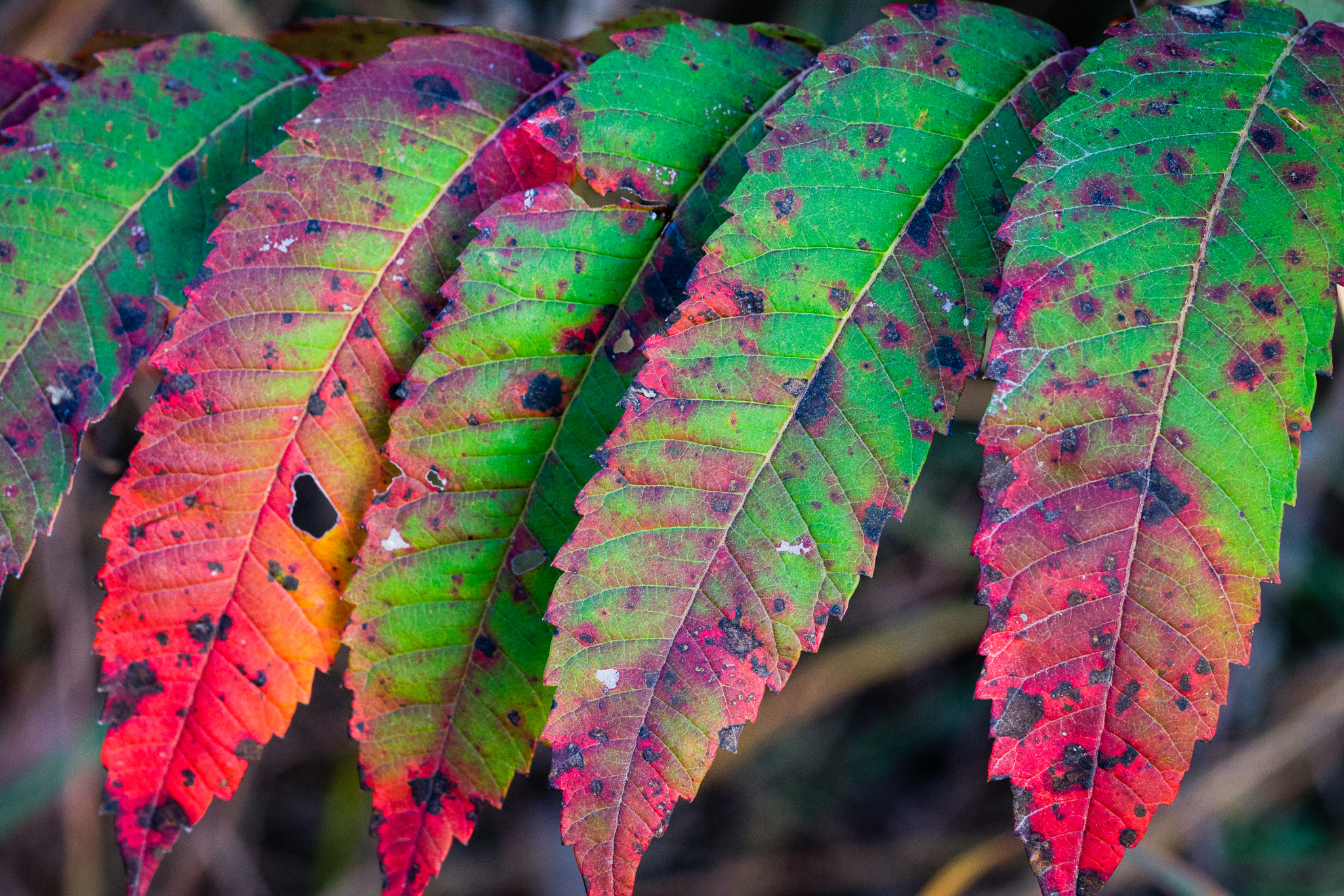 Sony a6000 + Sony FE 90mm F2.8 Macro G OSS sample photo. Fall sumac leaves at osage nature trail photography