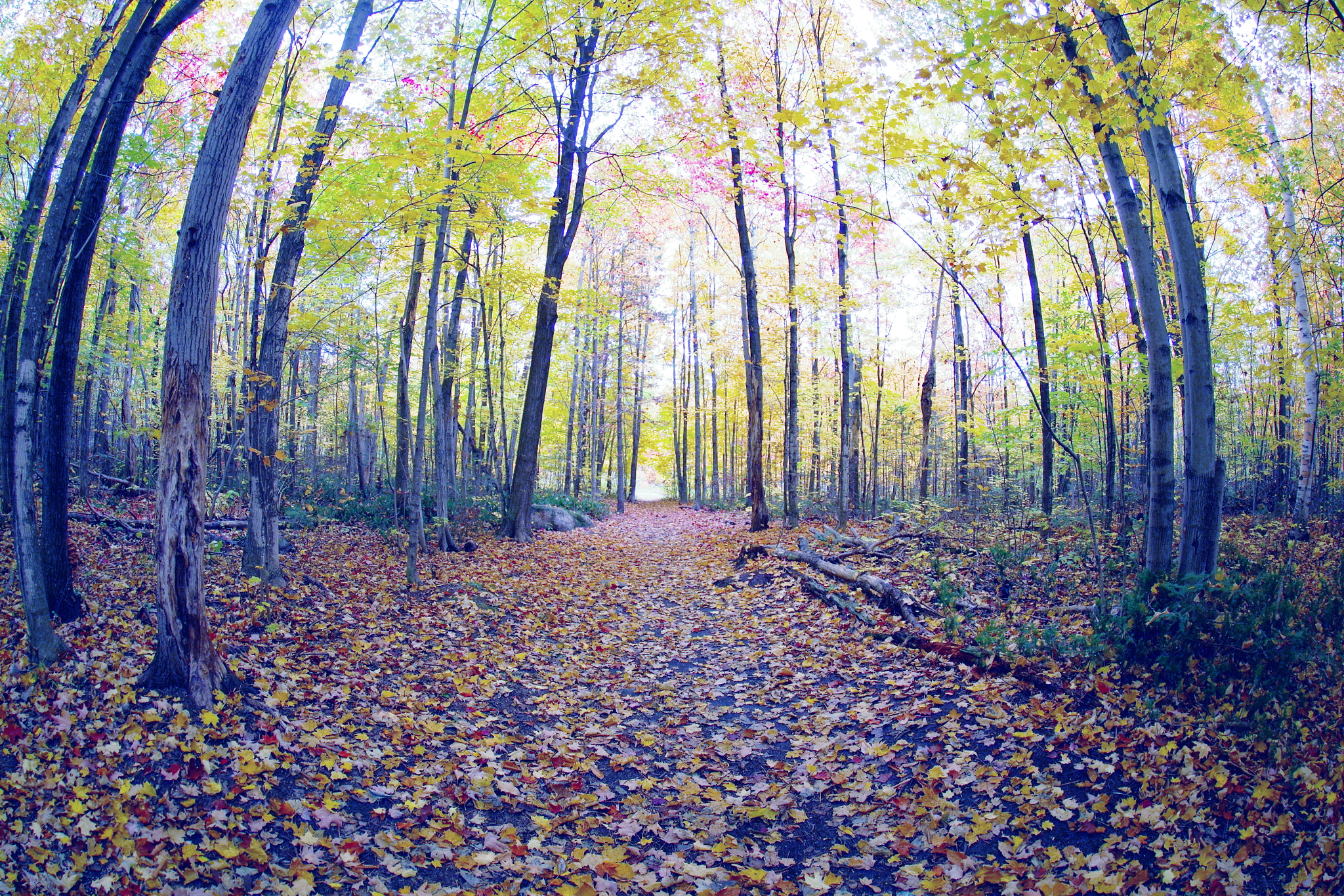 Pentax K-S2 sample photo. Automne vu du photographe photography