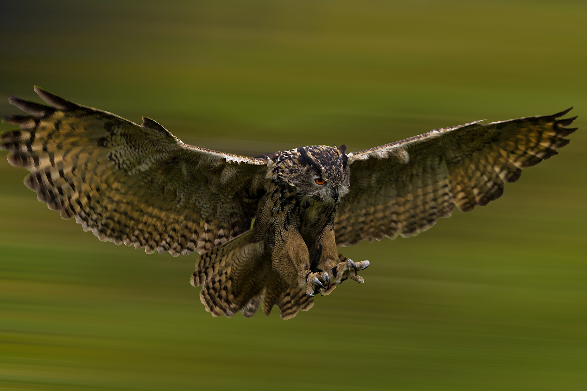 Canon EOS-1D X + Canon EF 200mm F2L IS USM sample photo. Flying eagle owl photography