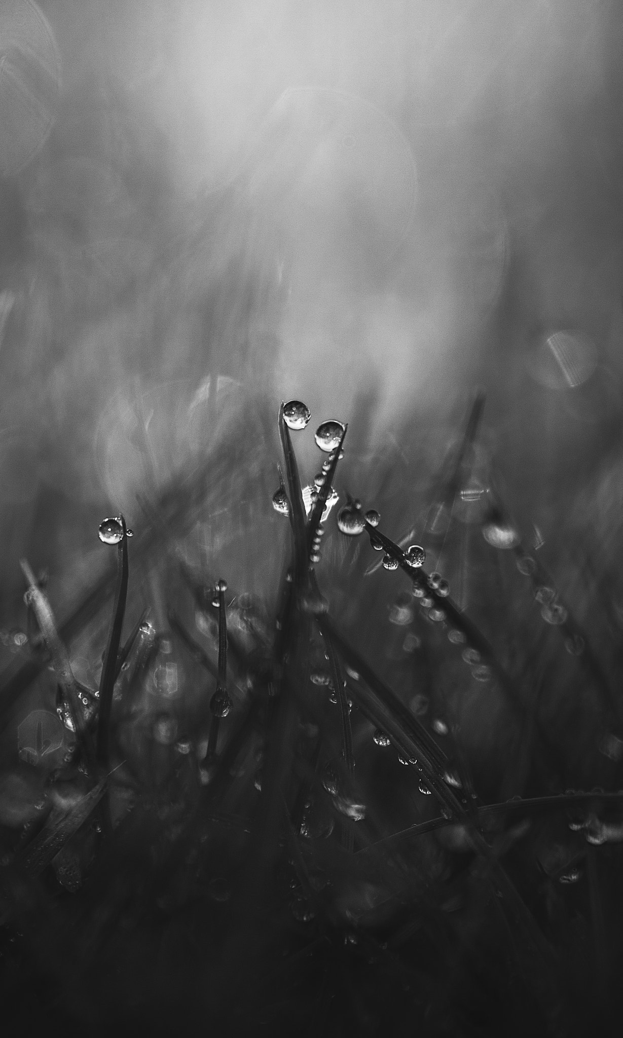 Tamron SP AF 90mm F2.8 Di Macro sample photo. B&w photography