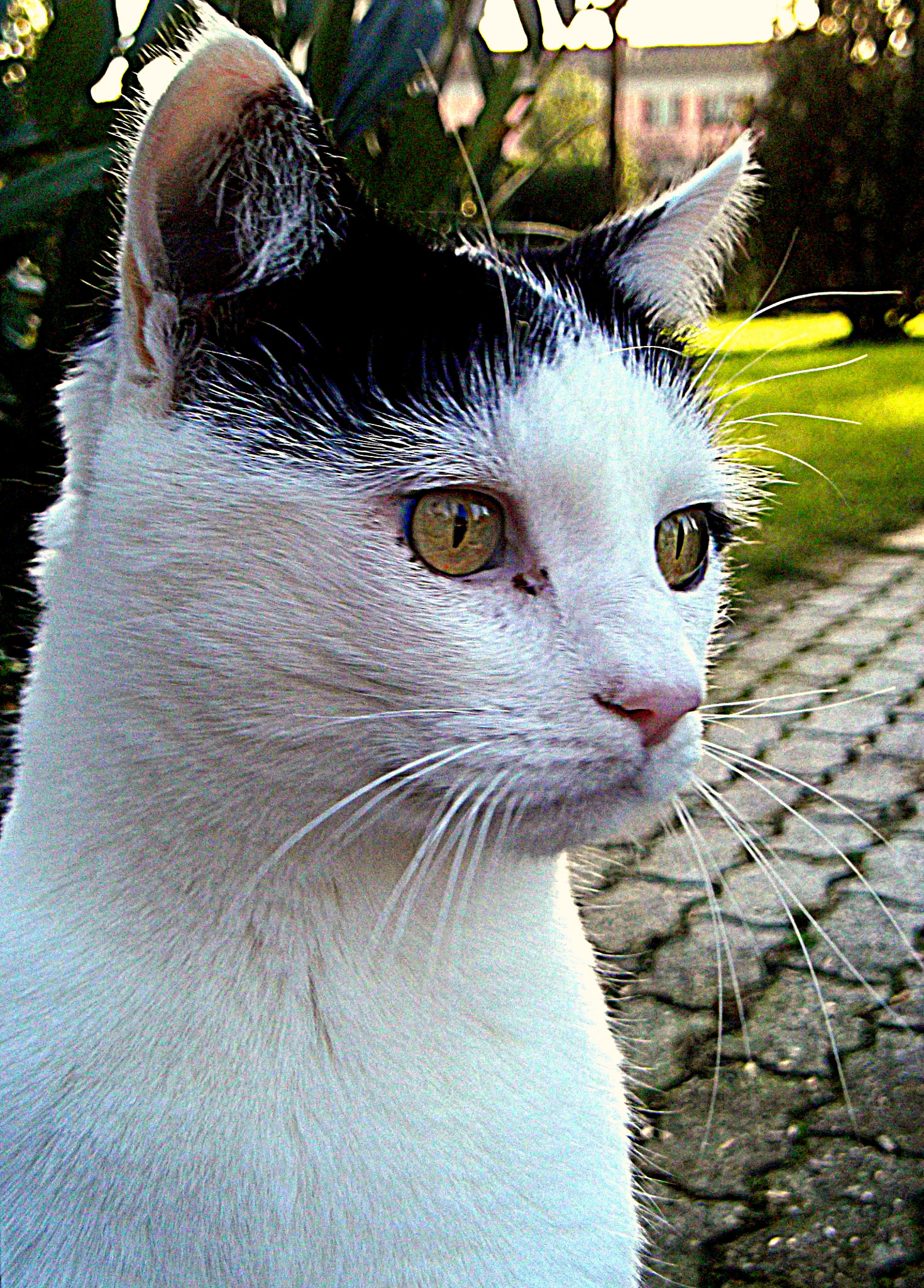Fujifilm FinePix JX250 sample photo. Occhi di gatto......... photography