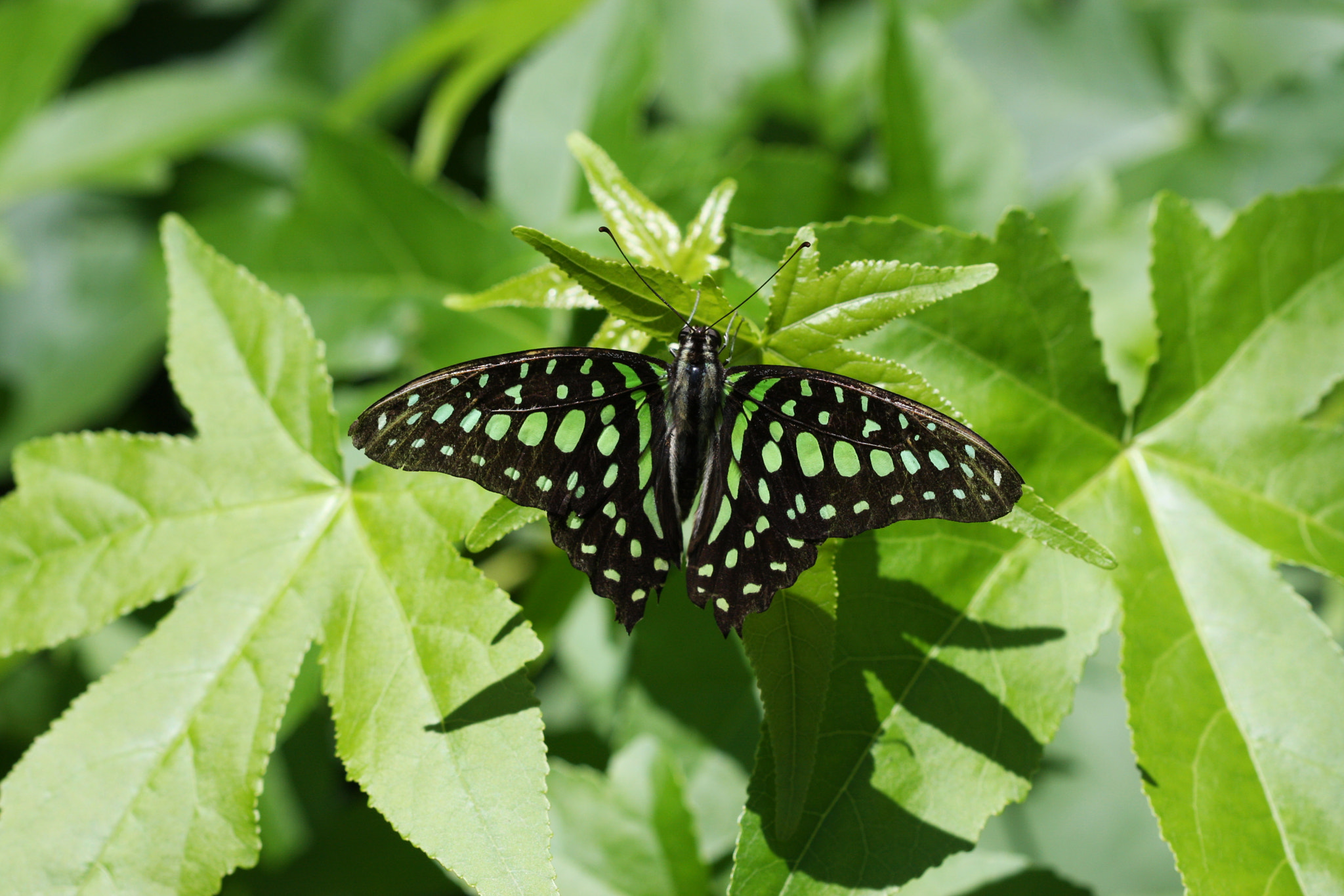 Canon EF 100mm F2.8 Macro USM sample photo. Green on green : tailed jay butterfly photography
