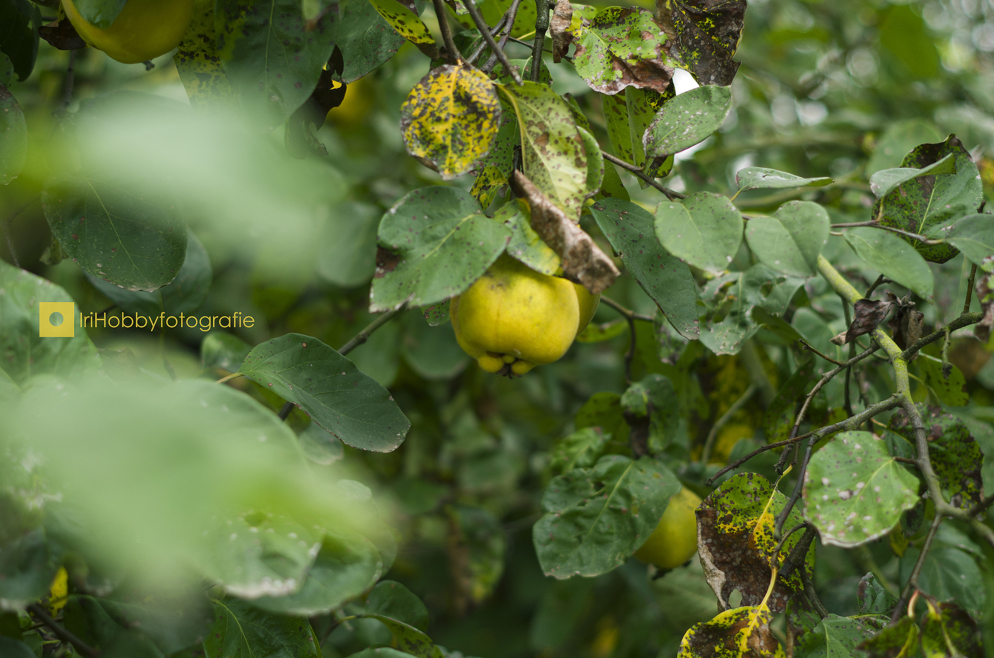 Pentax K-30 + Pentax smc DA 50mm F1.8 sample photo. Quitte photography