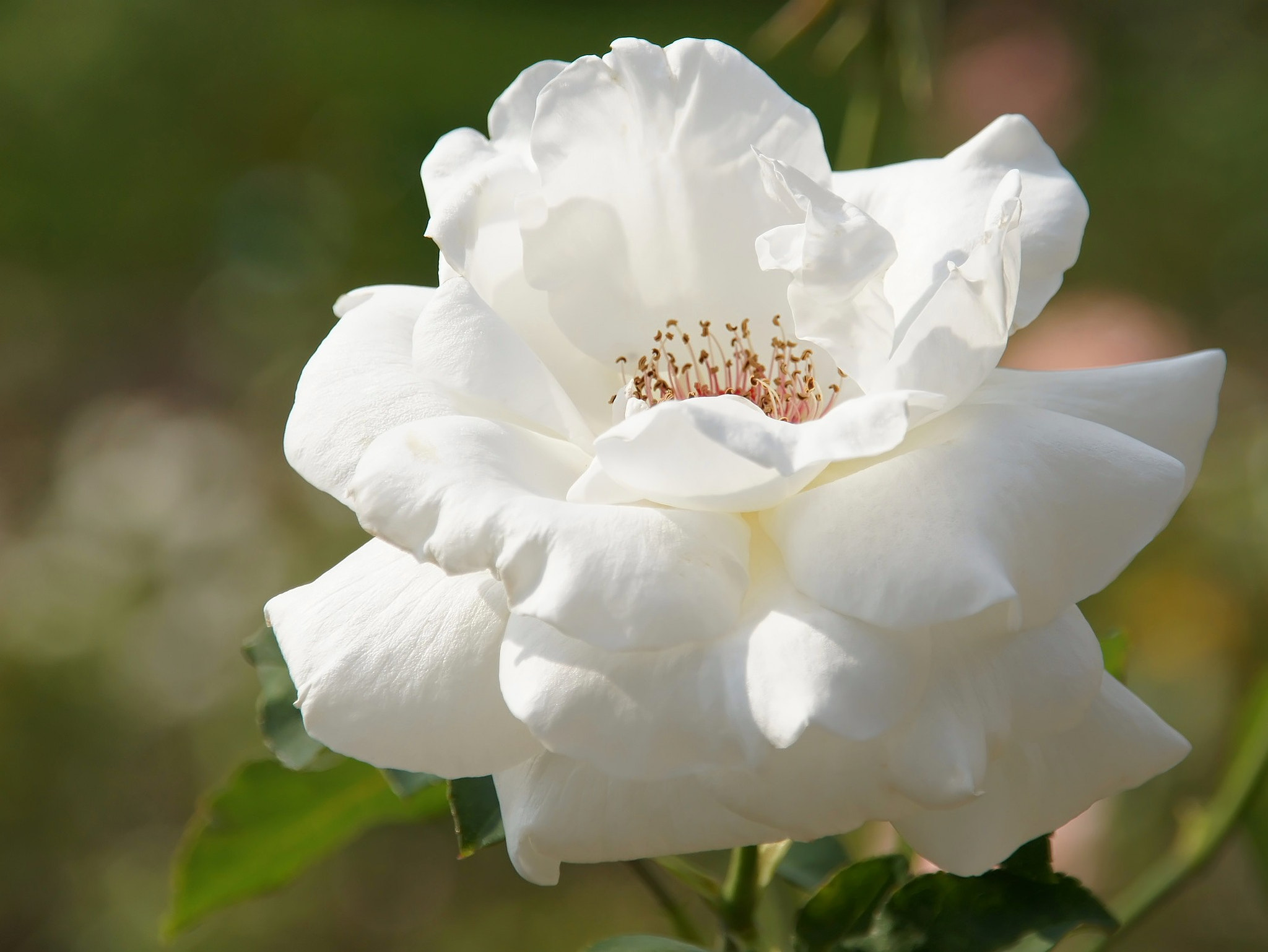 Sony Alpha DSLR-A450 + Sigma 18-200mm F3.5-6.3 DC sample photo. White rose-3 photography