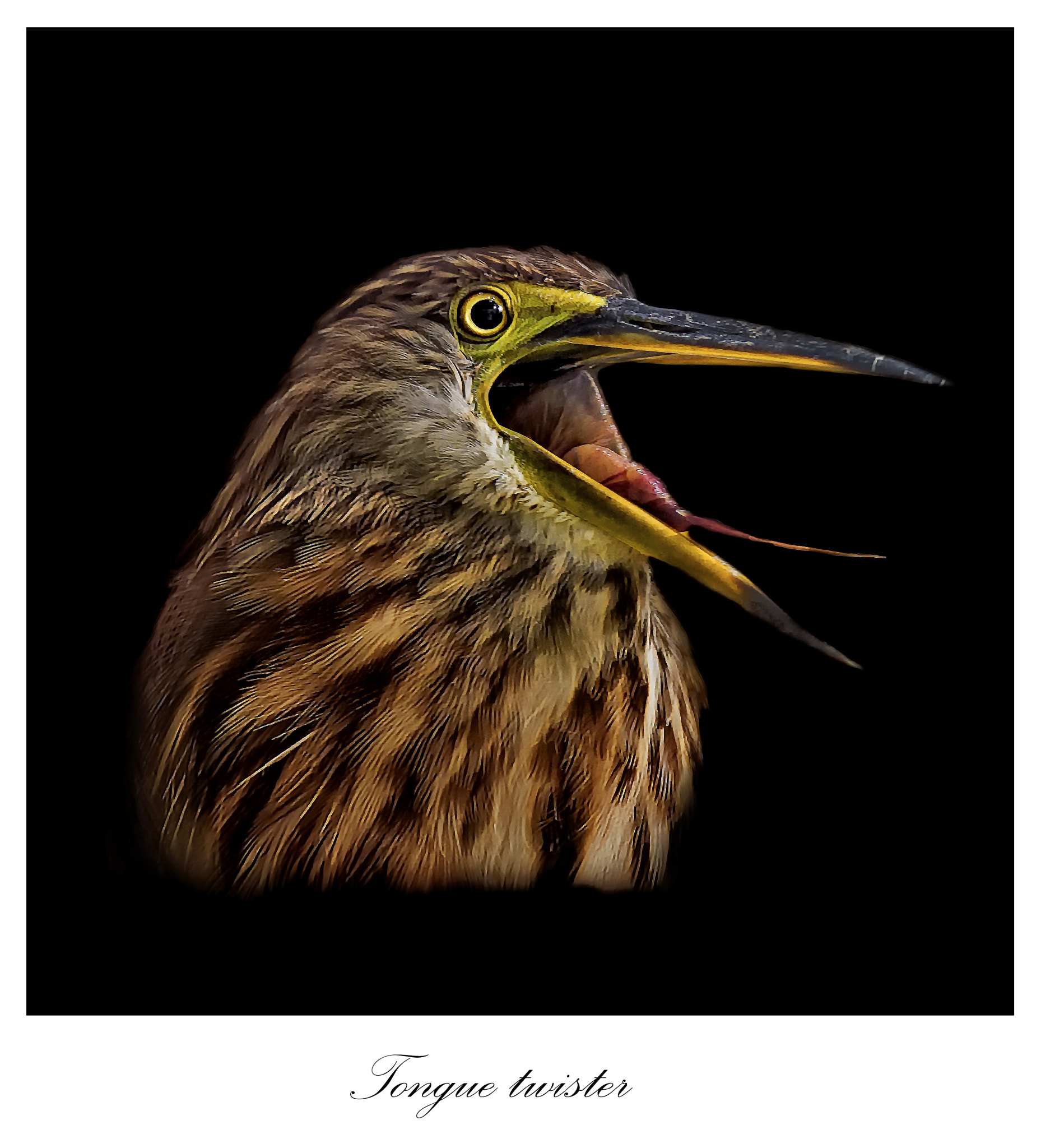 Sigma 150-600mm F5-6.3 DG OS HSM | C sample photo. Tongue twister photography