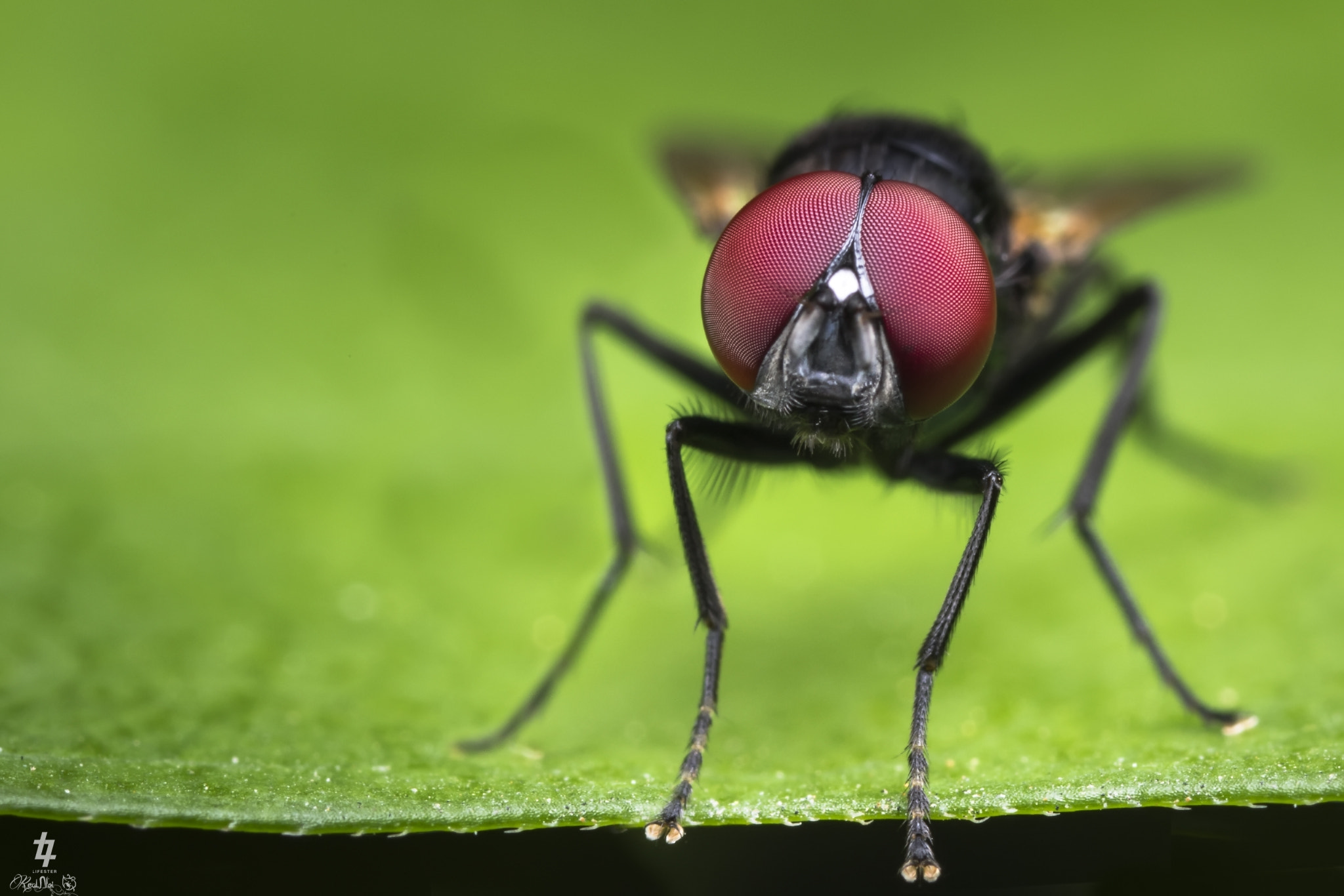 Canon MP-E 65mm F2.5 1-5x Macro Photo sample photo. Red eye fly photography