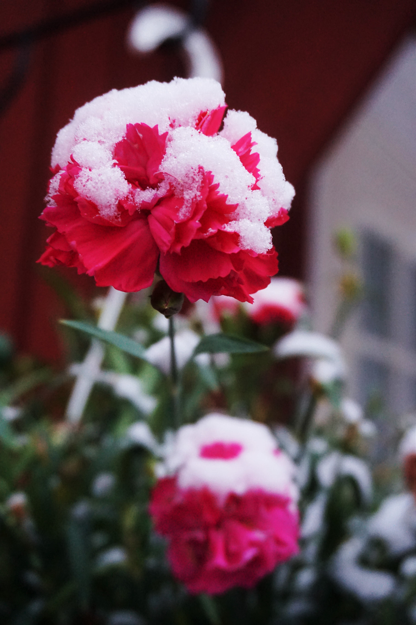 Sony E 16-50mm F3.5-5.6 PZ OSS sample photo. Red and white photography