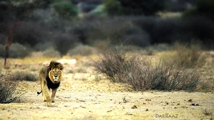 Nikon D4 + Nikon AF-S Nikkor 600mm F4G ED VR sample photo. Lion of the desert photography