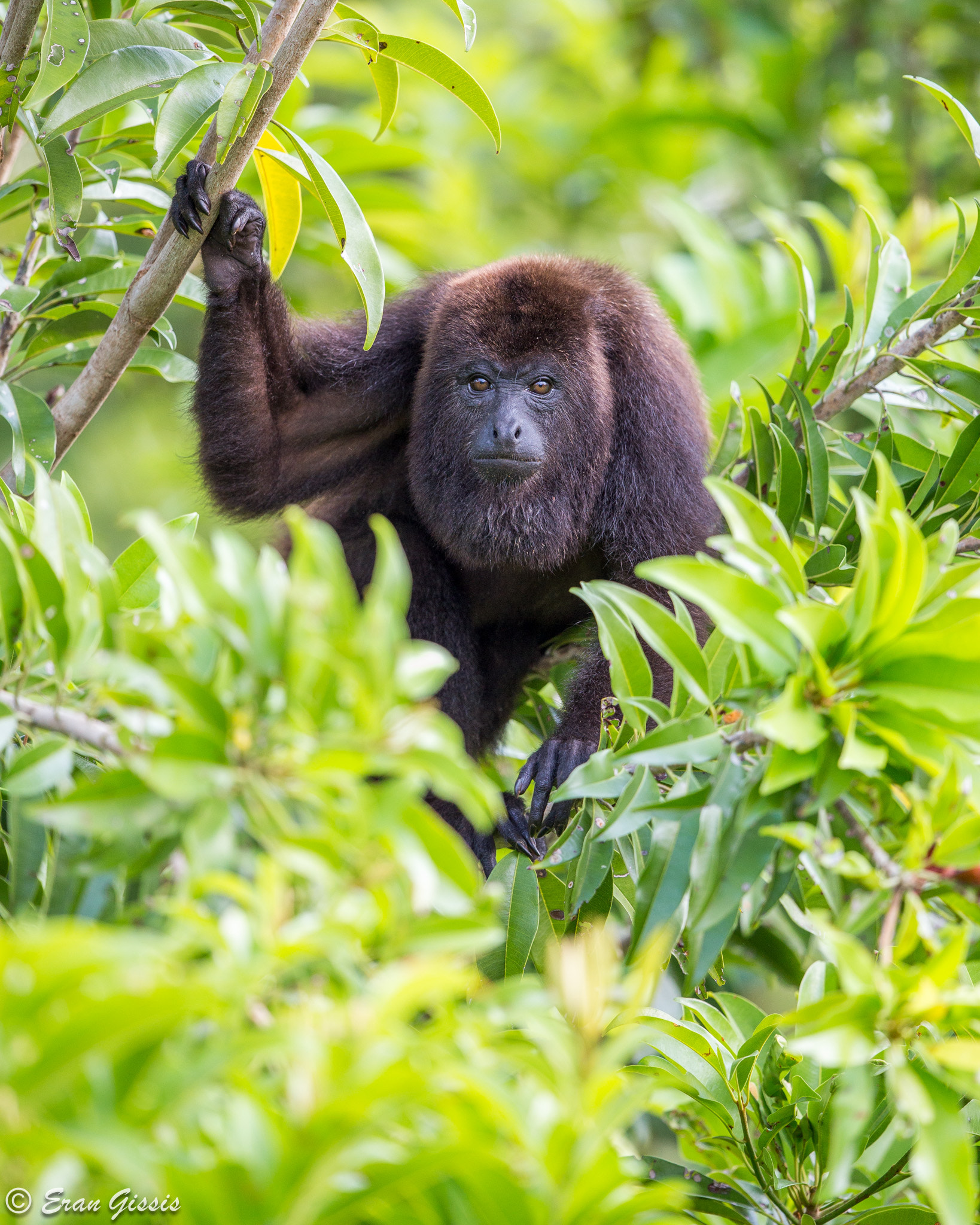 Canon EOS 6D + Canon EF 500mm F4L IS II USM sample photo. Pea photography