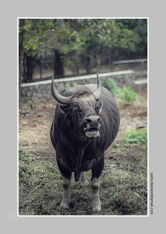 Pentax K-5 + A Series Lens sample photo. Javan "banteng" bull photography