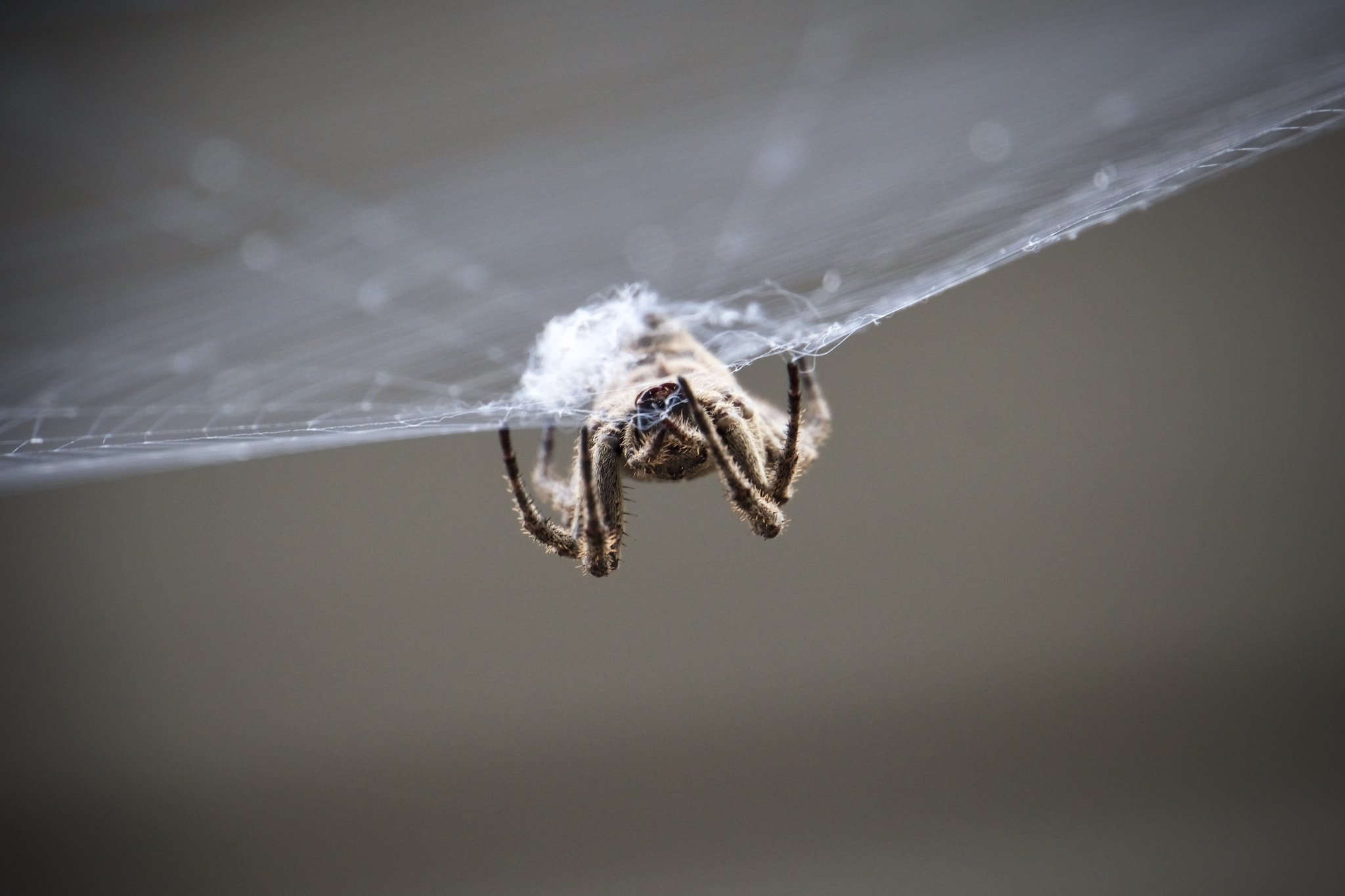 Sony E 18-200mm F3.5-6.3 OSS LE sample photo. Halloween in macro photography