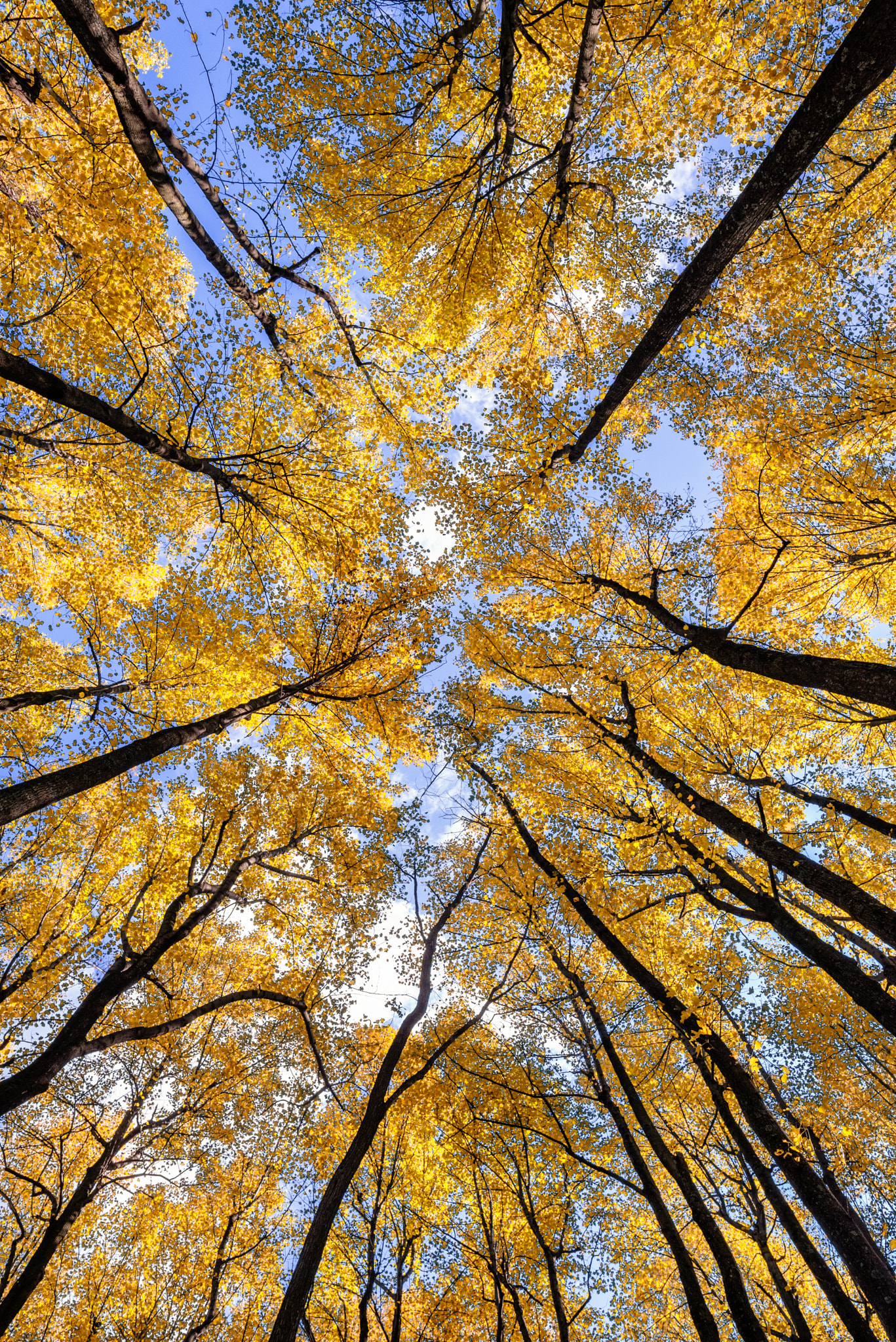 Nikon D600 + Nikon AF-S Nikkor 20mm F1.8G ED sample photo. Fall color in shenandoah national park photography