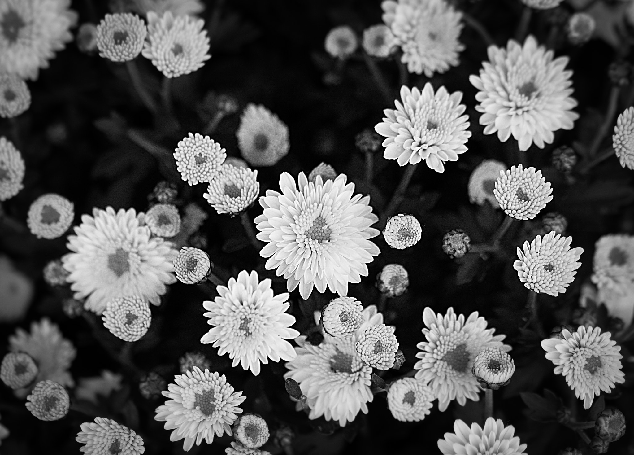 Sigma 105mm F2.8 EX DG OS HSM sample photo. Missing spring photography