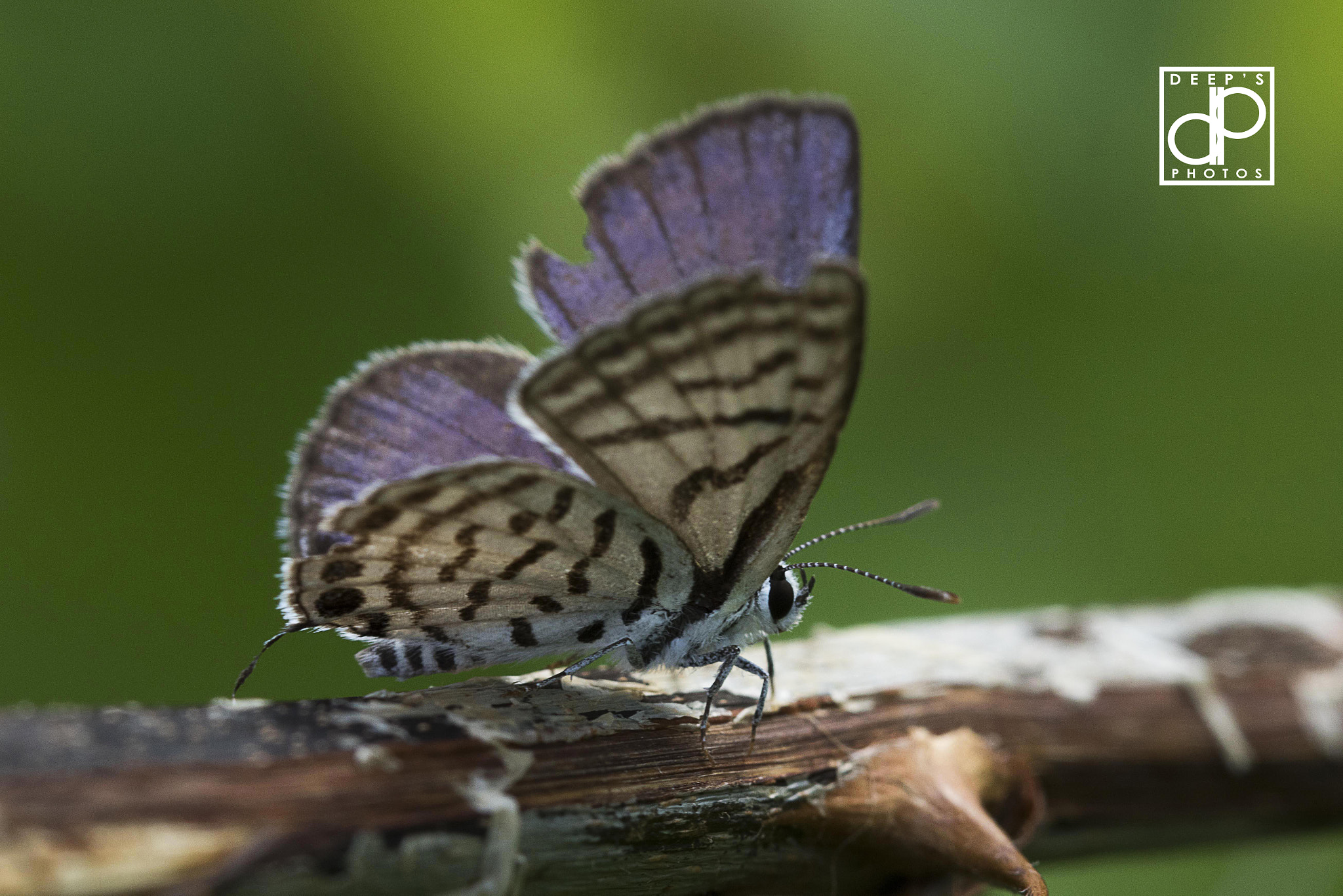 Canon EF 100mm F2.8 Macro USM sample photo. Ready to fly photography