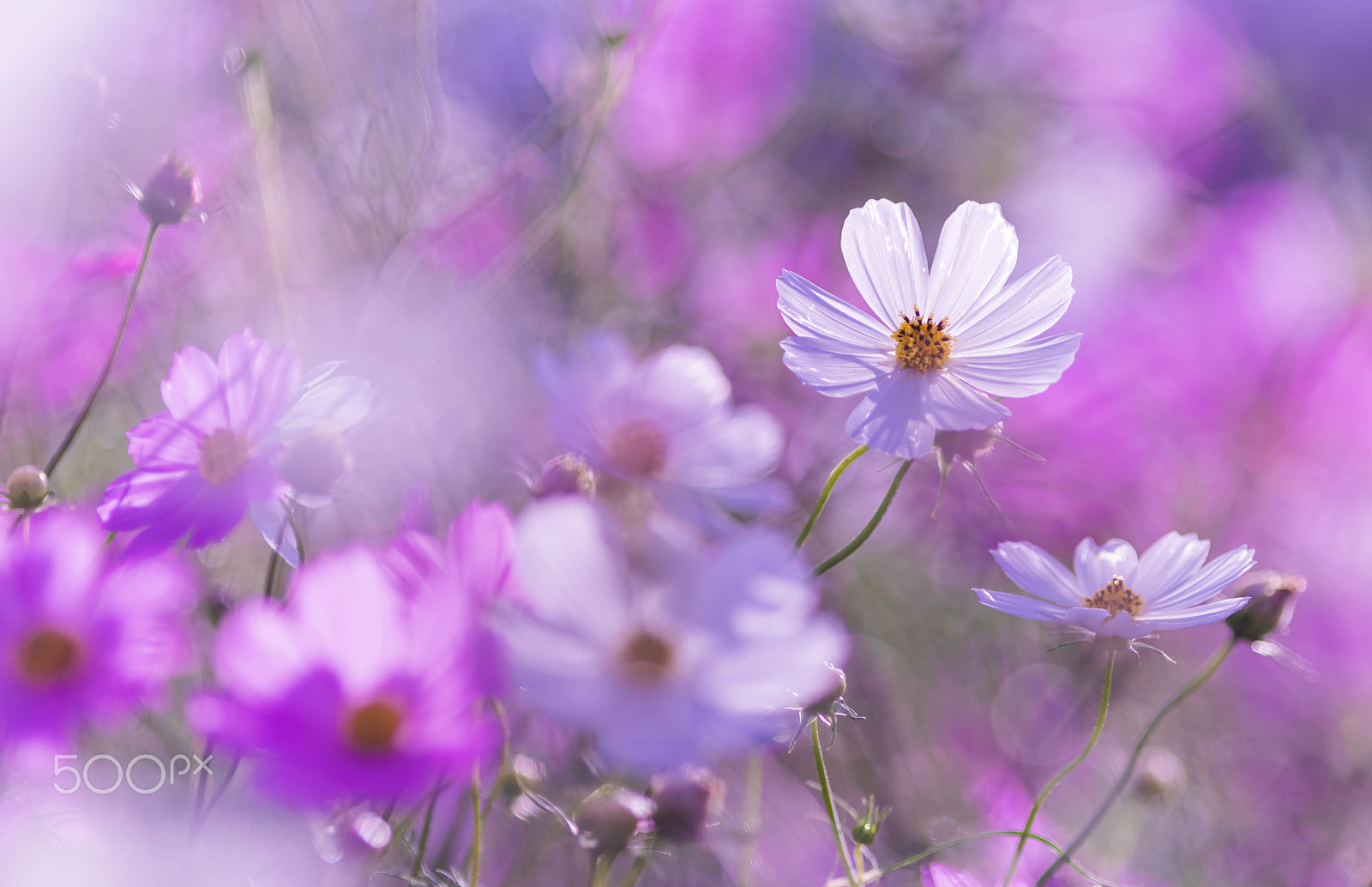 Sony a7 II + Canon EF 200mm F2.8L II USM sample photo. Autumn pink photography