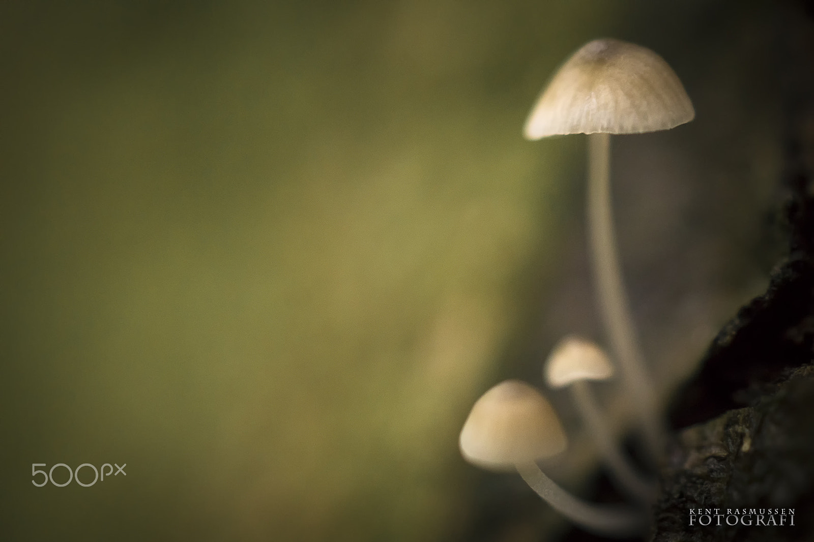 Sony DT 30mm F2.8 Macro SAM sample photo. Softness photography