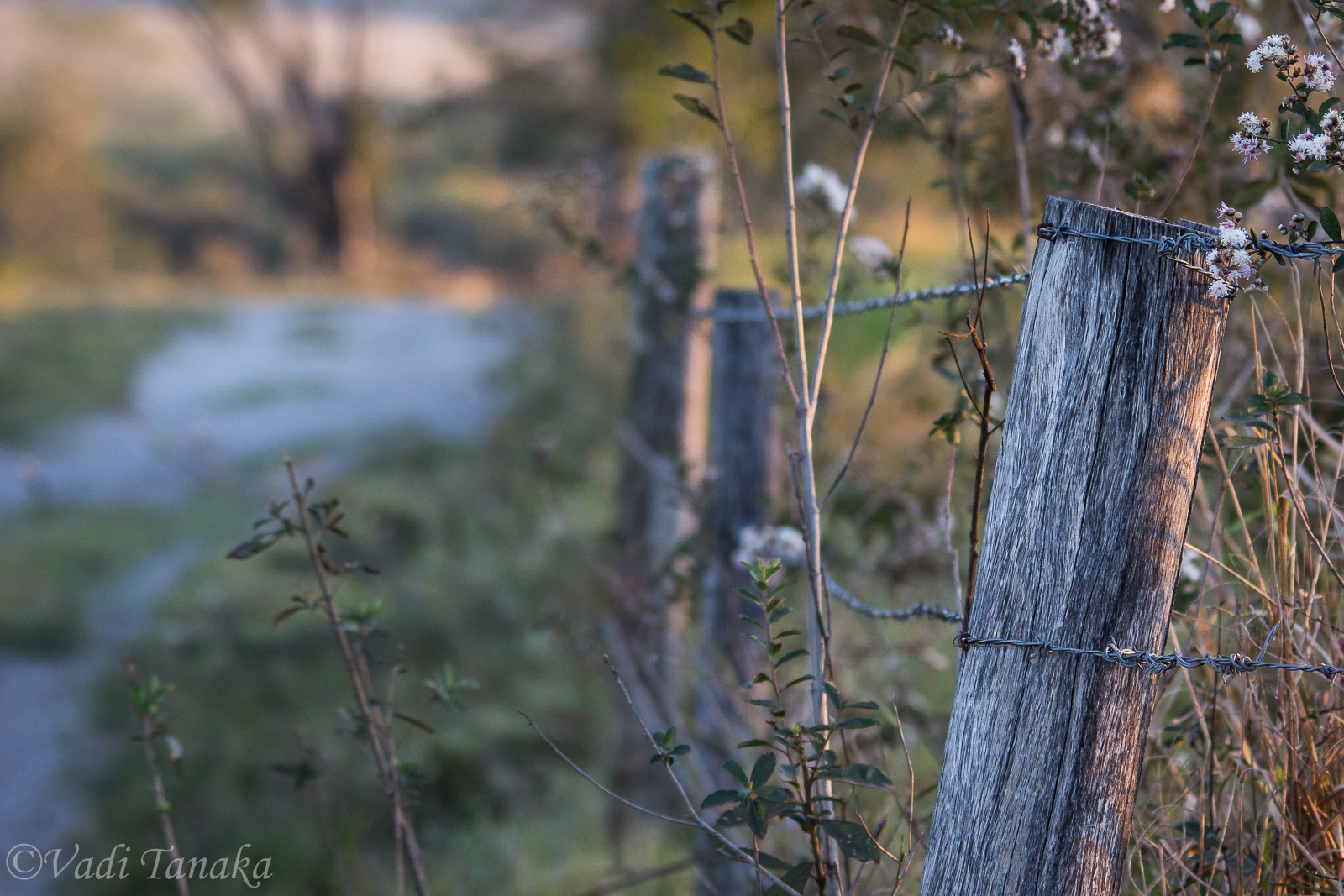 Sigma 150-500mm F5-6.3 DG OS HSM sample photo. In the afternoon light. photography