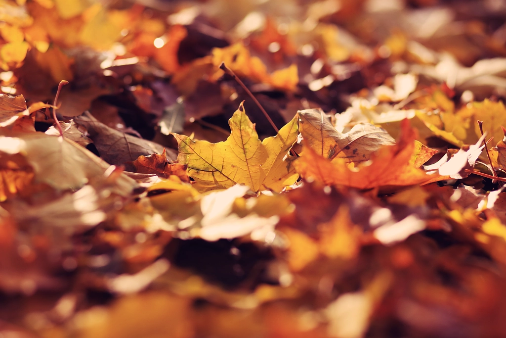autumn leaves by Olena Zaskochenko on 500px.com