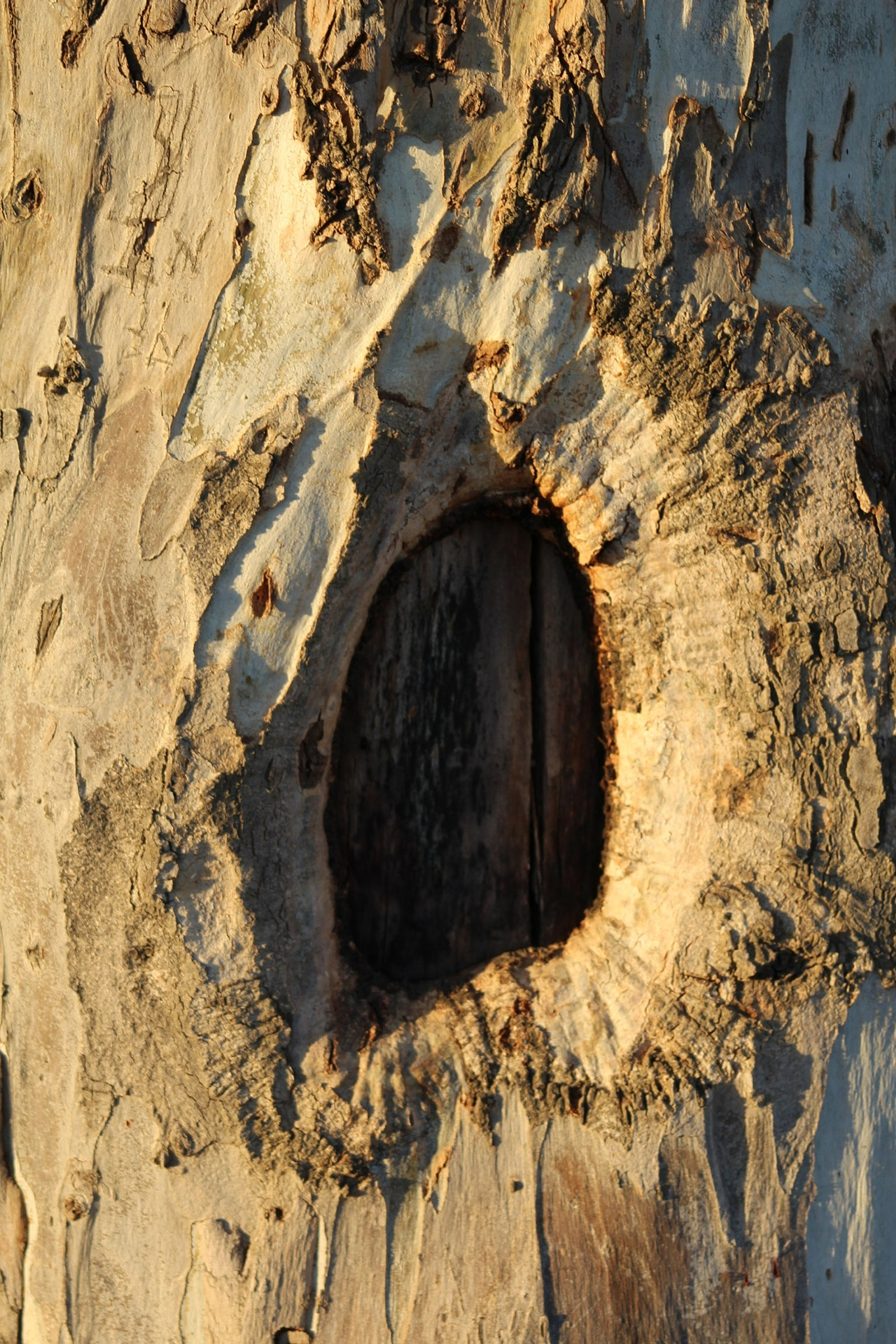 Canon EF 75-300mm f/4-5.6 USM sample photo