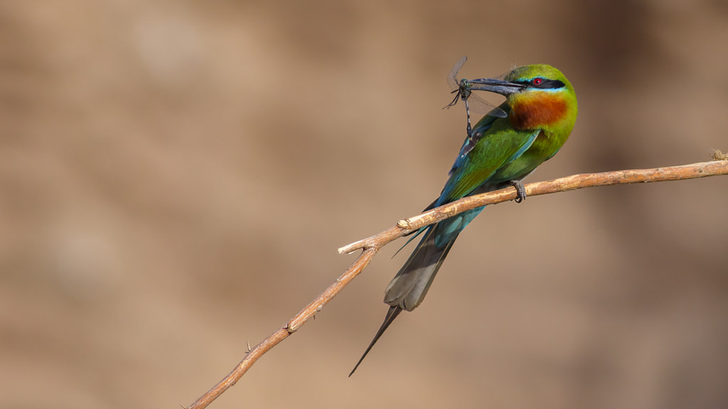 Green Bee Eater by Farhan Younus on 500px.com