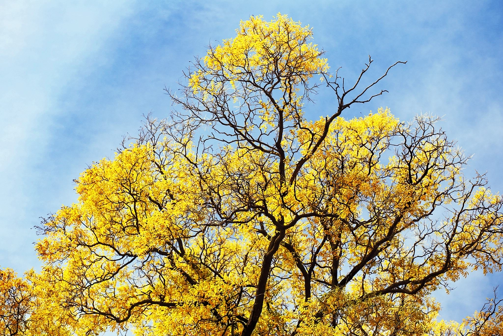 autumn tree with yellow leaves by Olena Zaskochenko on 500px.com