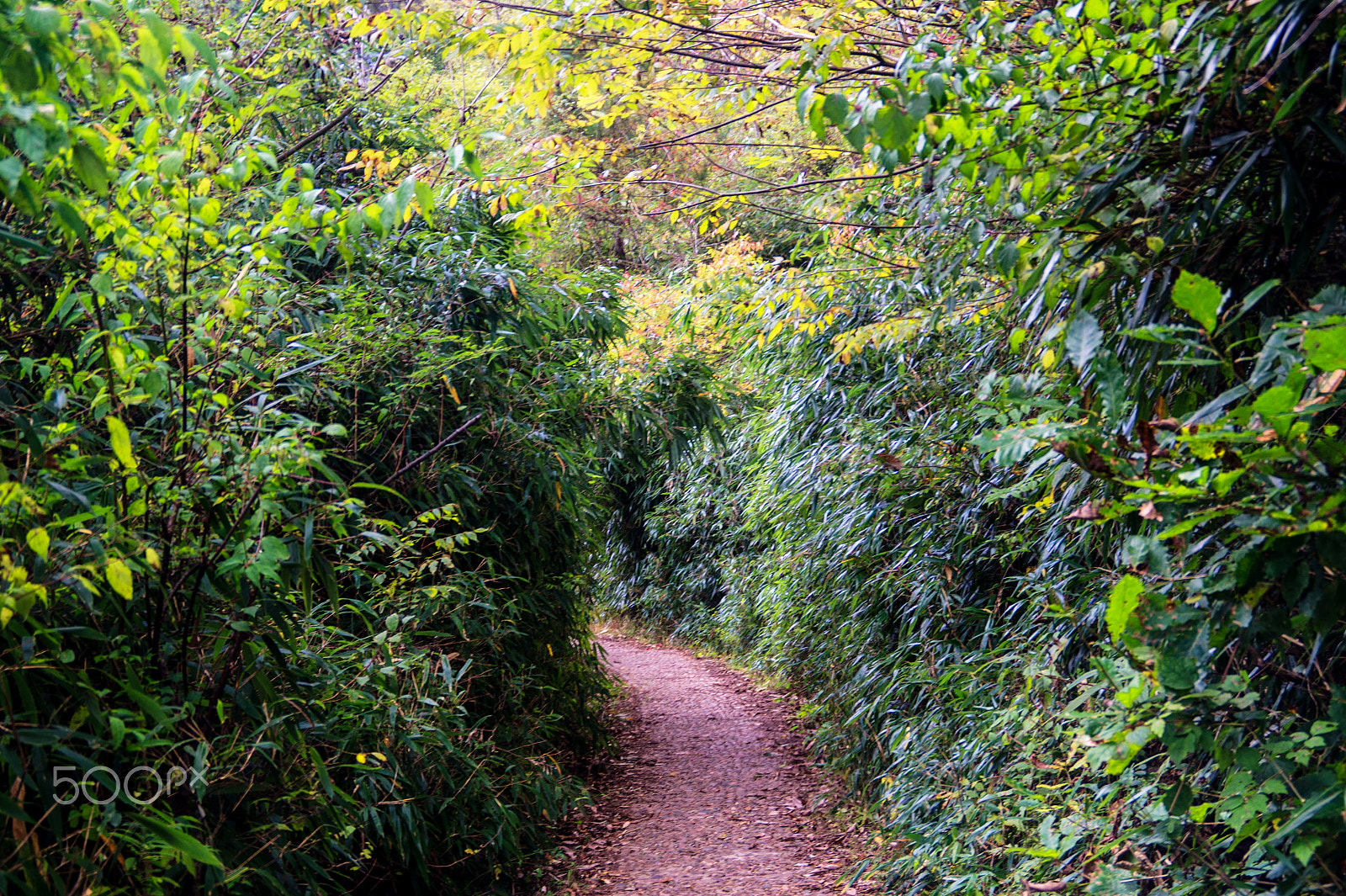 Sony DT 18-200mm F3.5-6.3 sample photo. Huangbaiyuan park photography