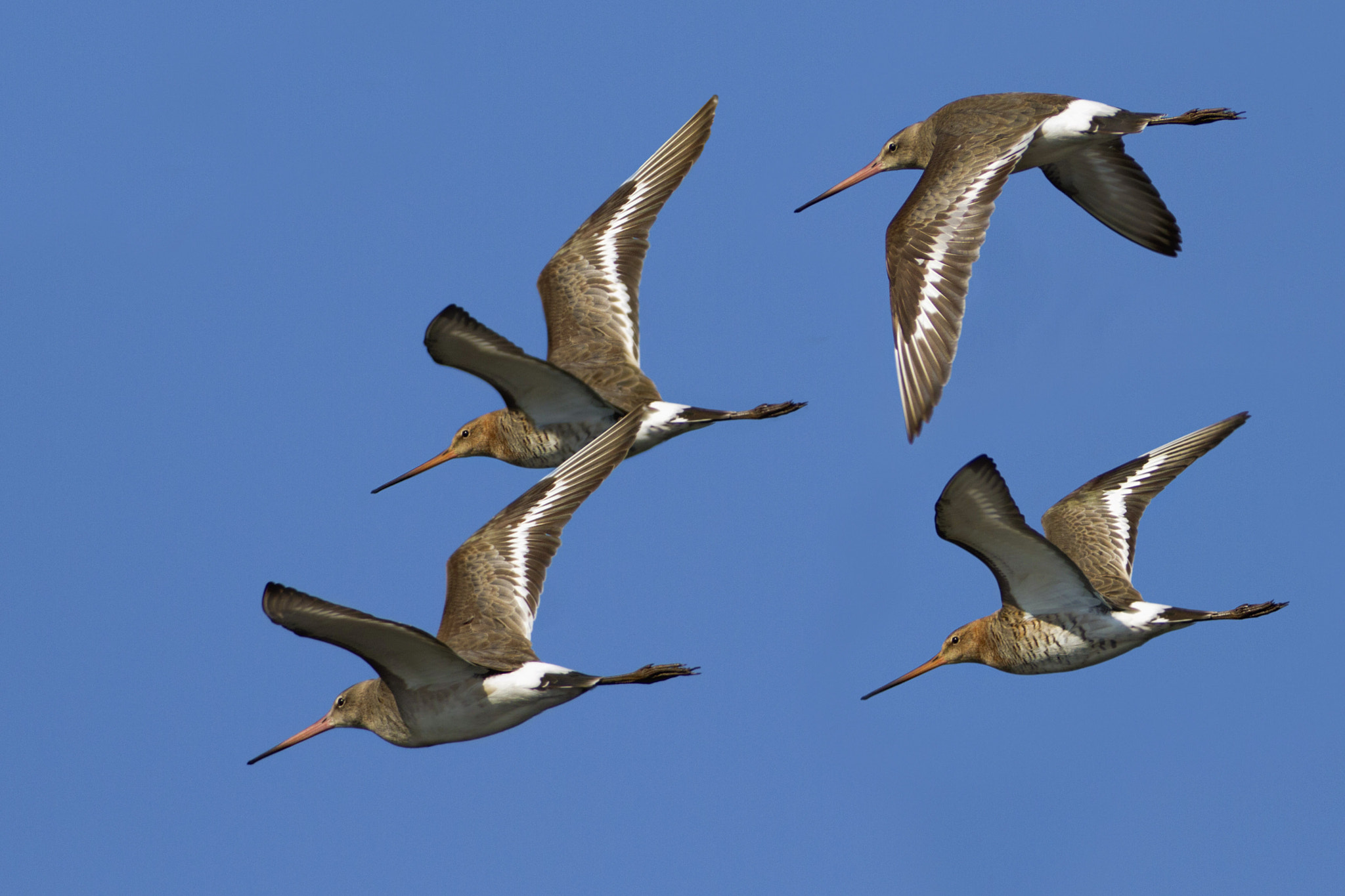 Canon EF 300mm f/2.8L + 2x sample photo. Black-tailed godwit photography
