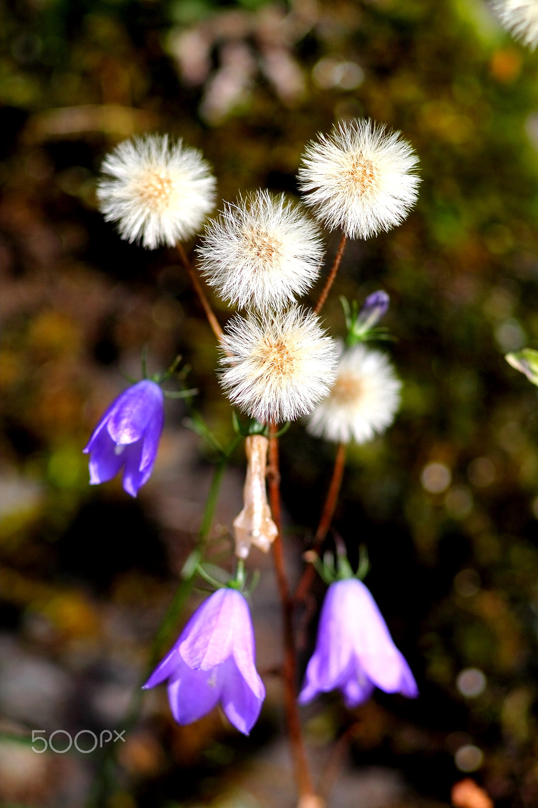 Canon EF 35-80mm f/4-5.6 sample photo. Thistels seed heads and bluebells. photography