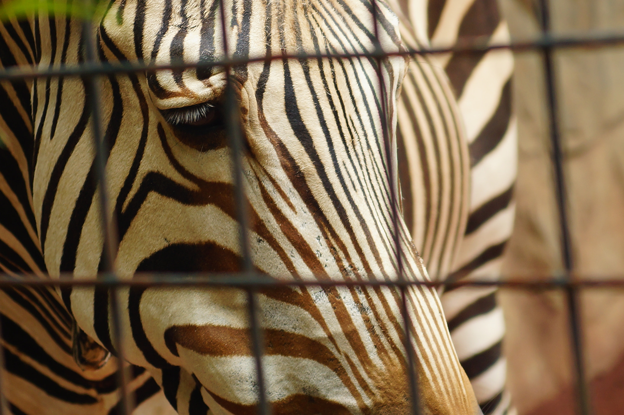 Sony SLT-A65 (SLT-A65V) sample photo. What do you see through it's eye? photography