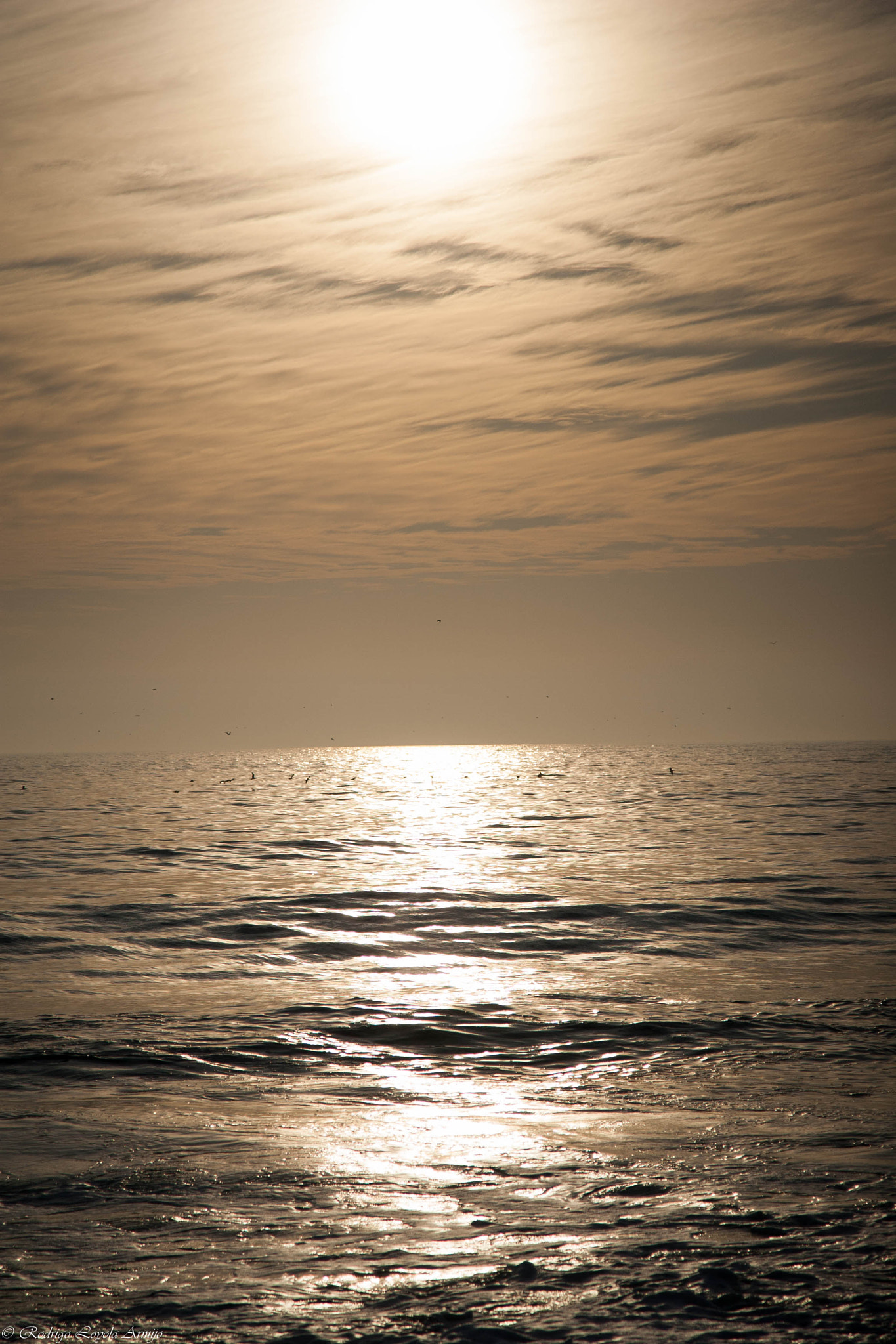Canon EOS-1D Mark II sample photo. Viña del mar photography