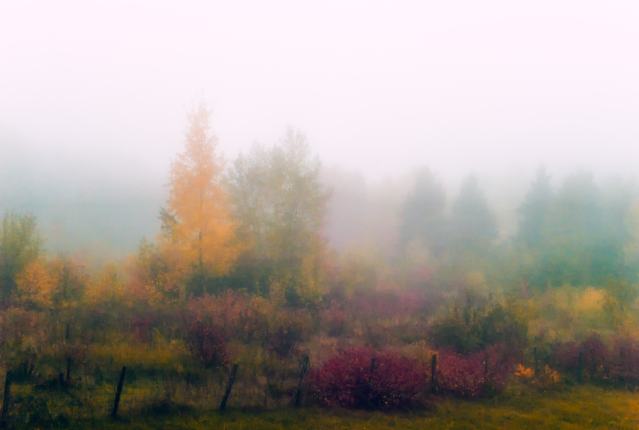 Leica M8 sample photo. Autumn through the fog photography