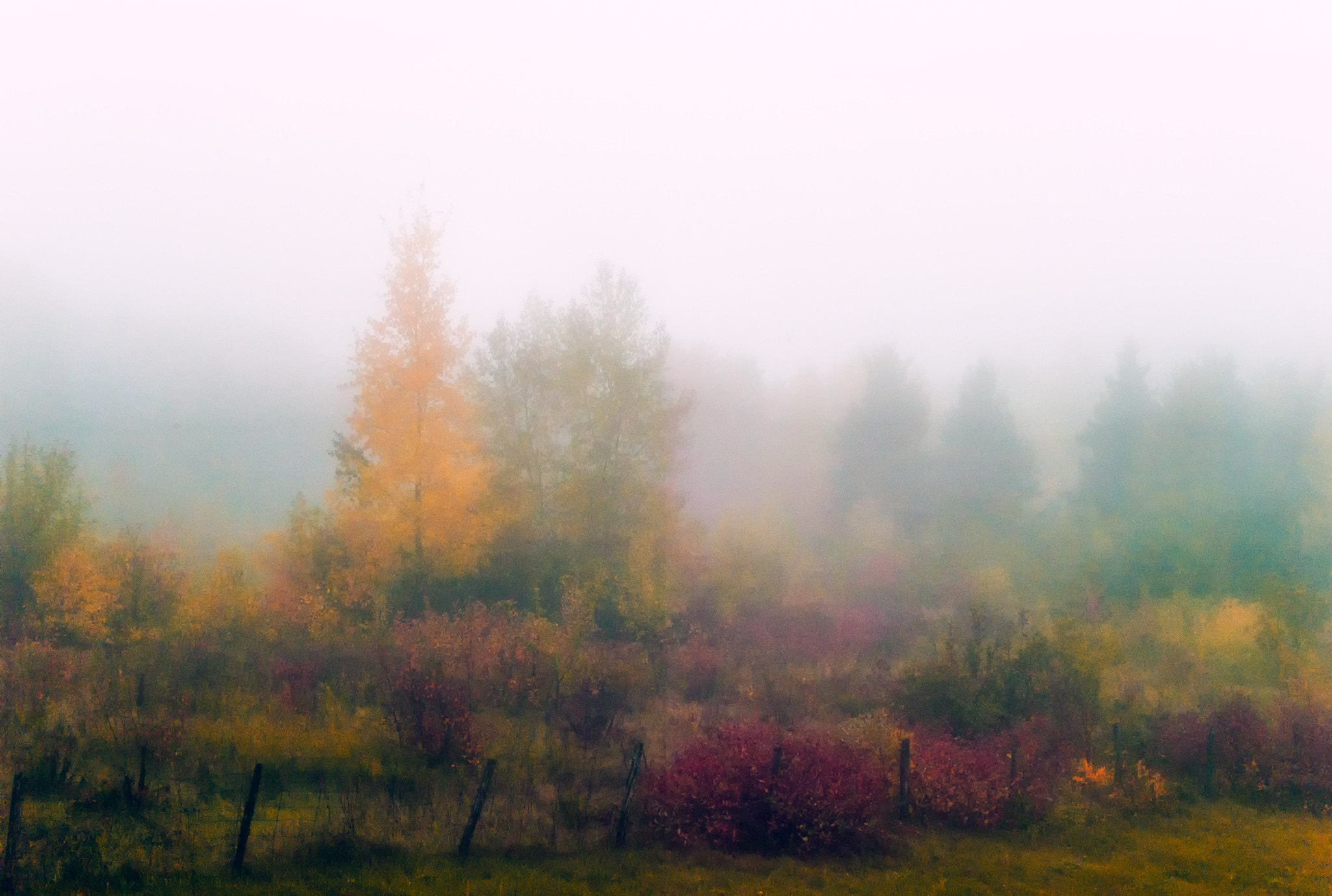 Summicron-M 35mm f/2 (IV) sample photo. Autumn through the fog photography
