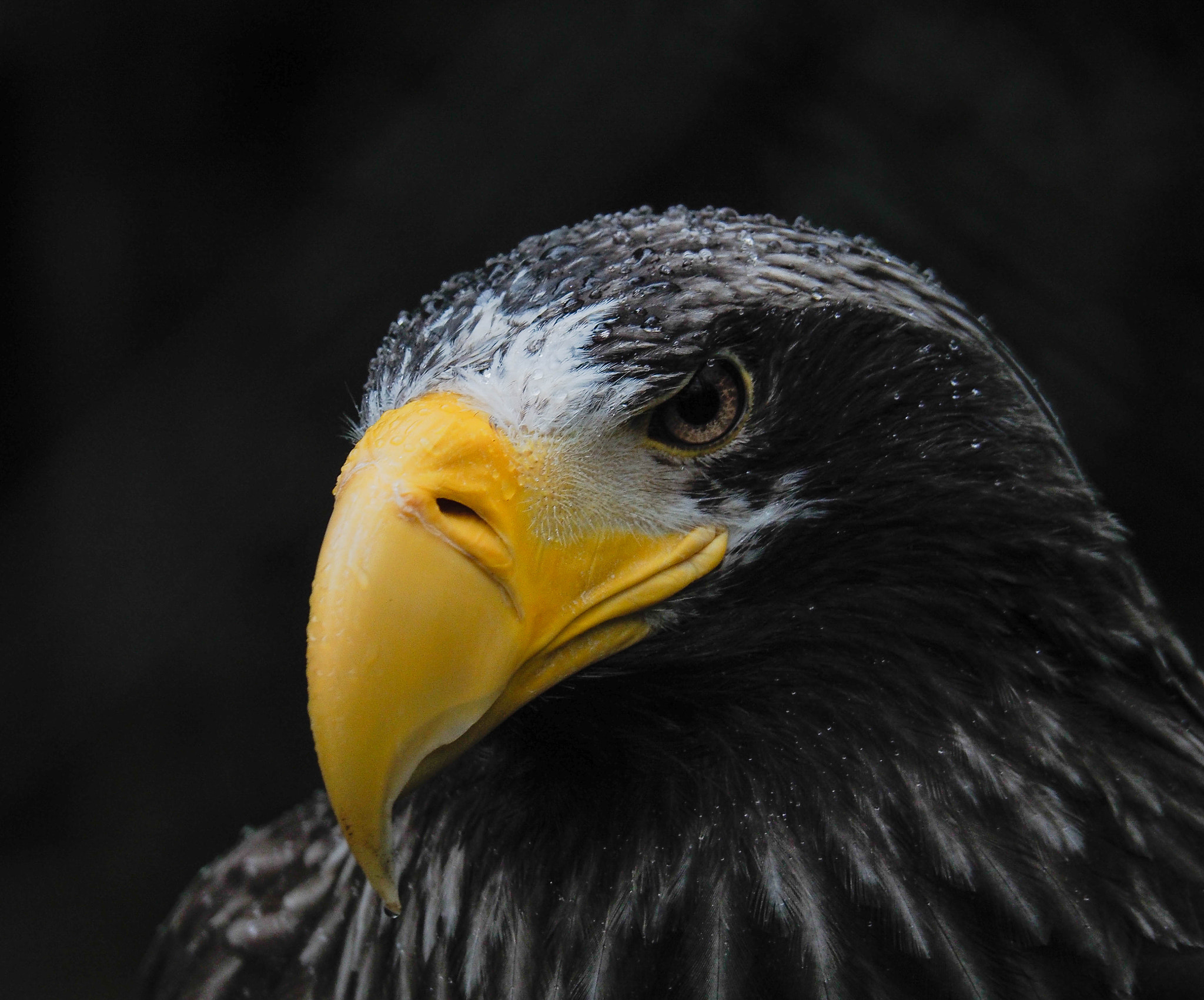 OLYMPUS M.14-150mm F4.0-5.6 II sample photo. Adler photography