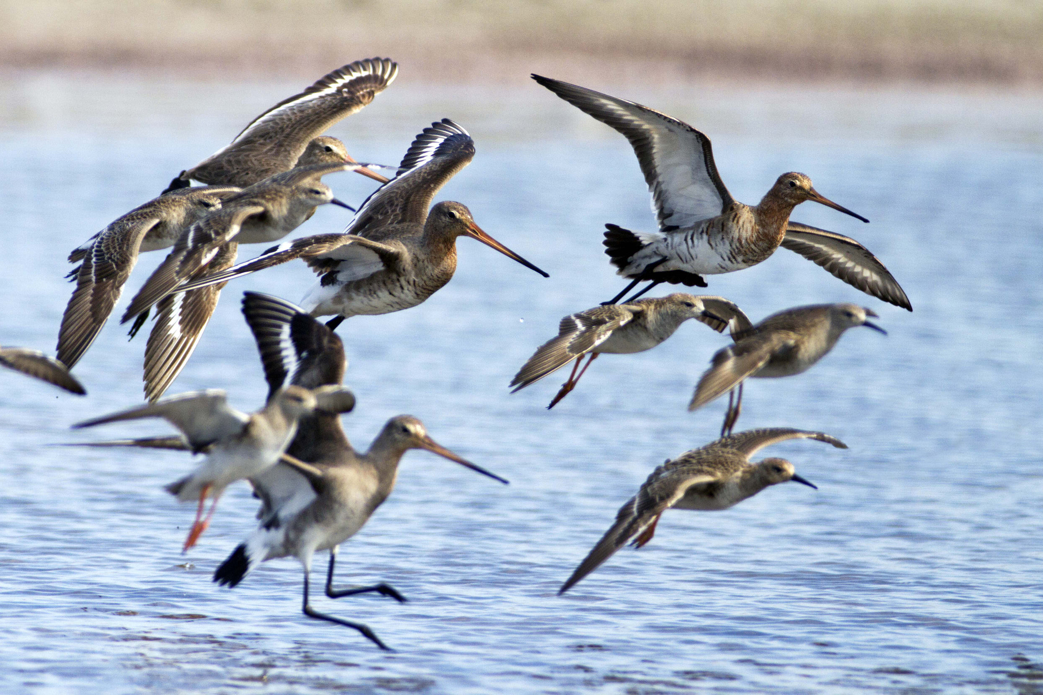 Canon EOS 7D + Canon EF 300mm f/2.8L + 2x sample photo. Spring migration photography