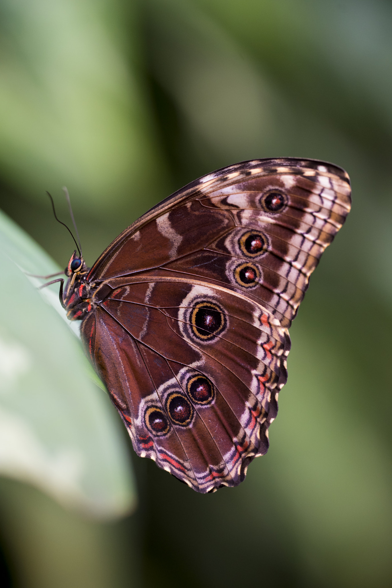 Sigma 150mm F2.8 EX DG OS Macro HSM sample photo. Schmetterling photography