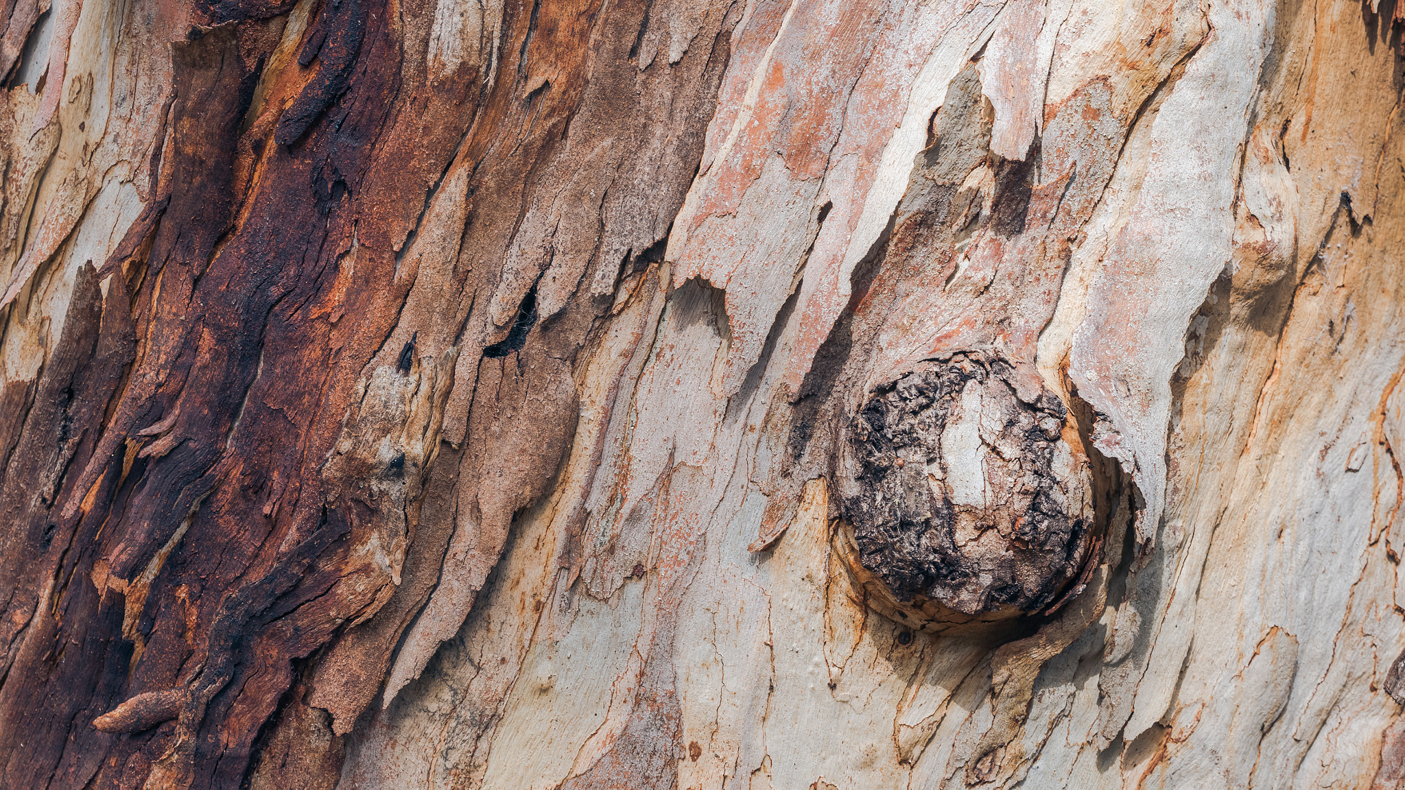 Sigma 150mm F2.8 EX DG OS Macro HSM sample photo. Eucalyptus detail photography