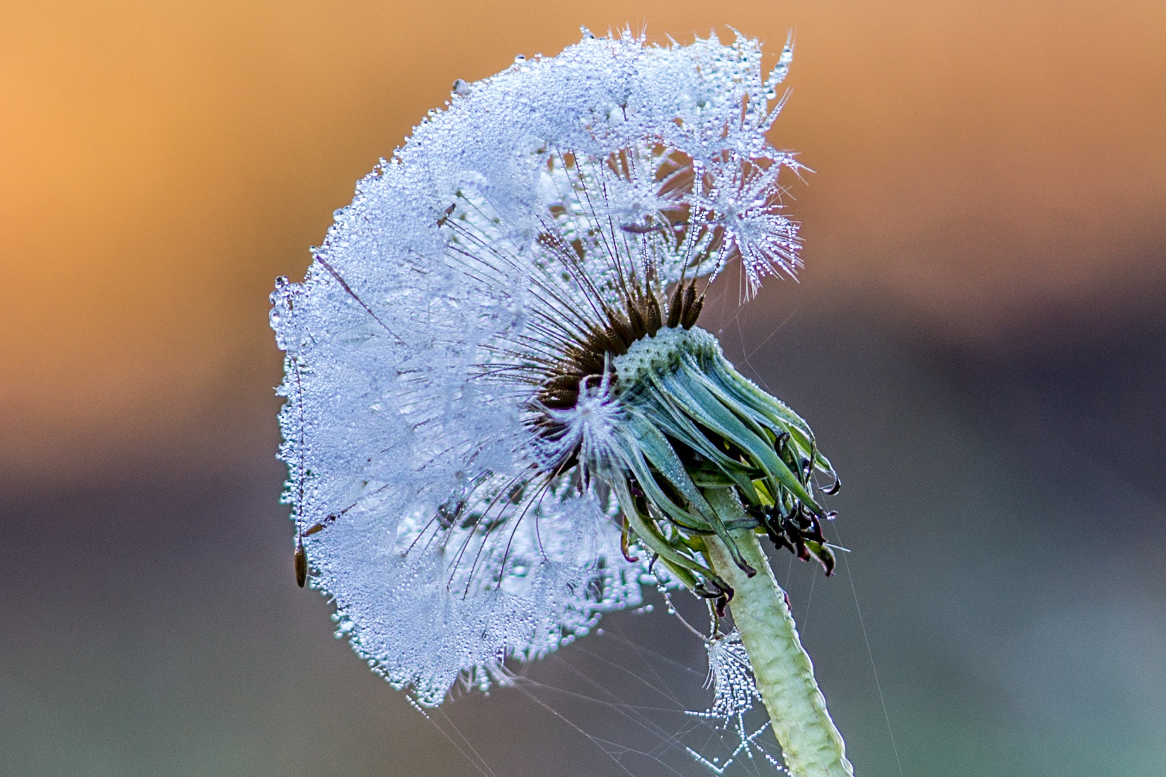 Sony Alpha NEX-7 + 90mm F2.8 Macro G OSS sample photo. Dew photography